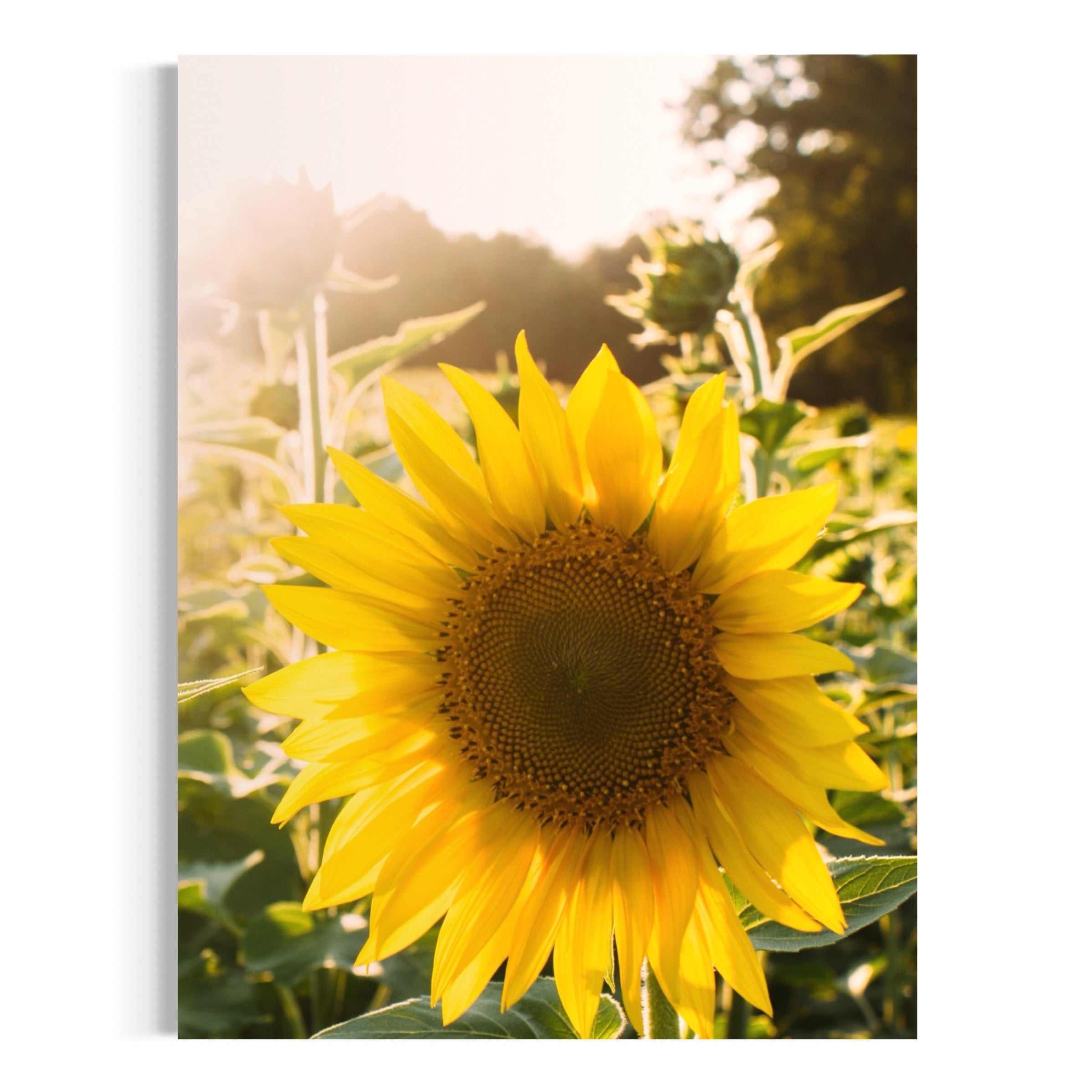 Summer Sunflower - Moderno Wall Art Wall Art