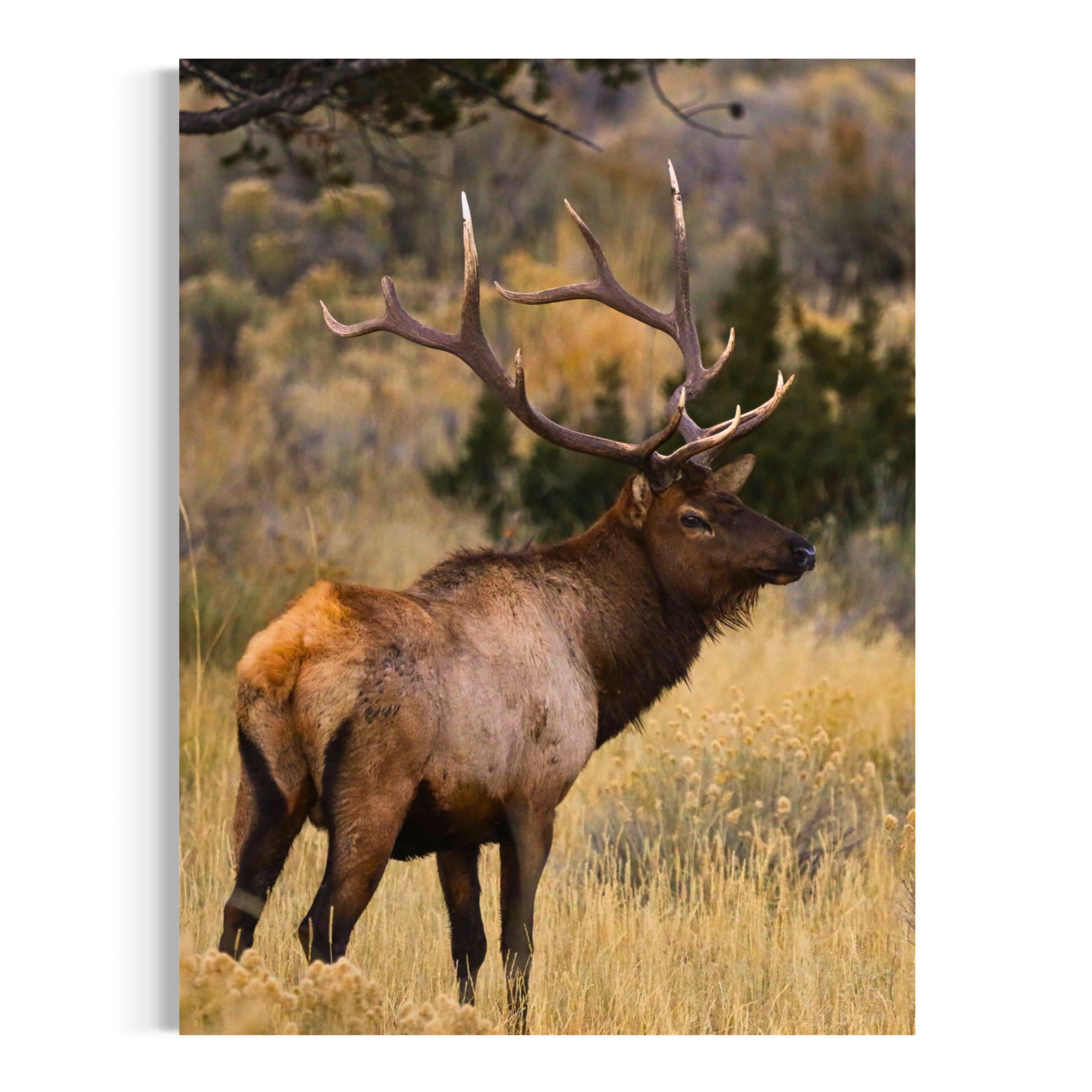 Regal Stance - Moderno Wall Art Wall Art