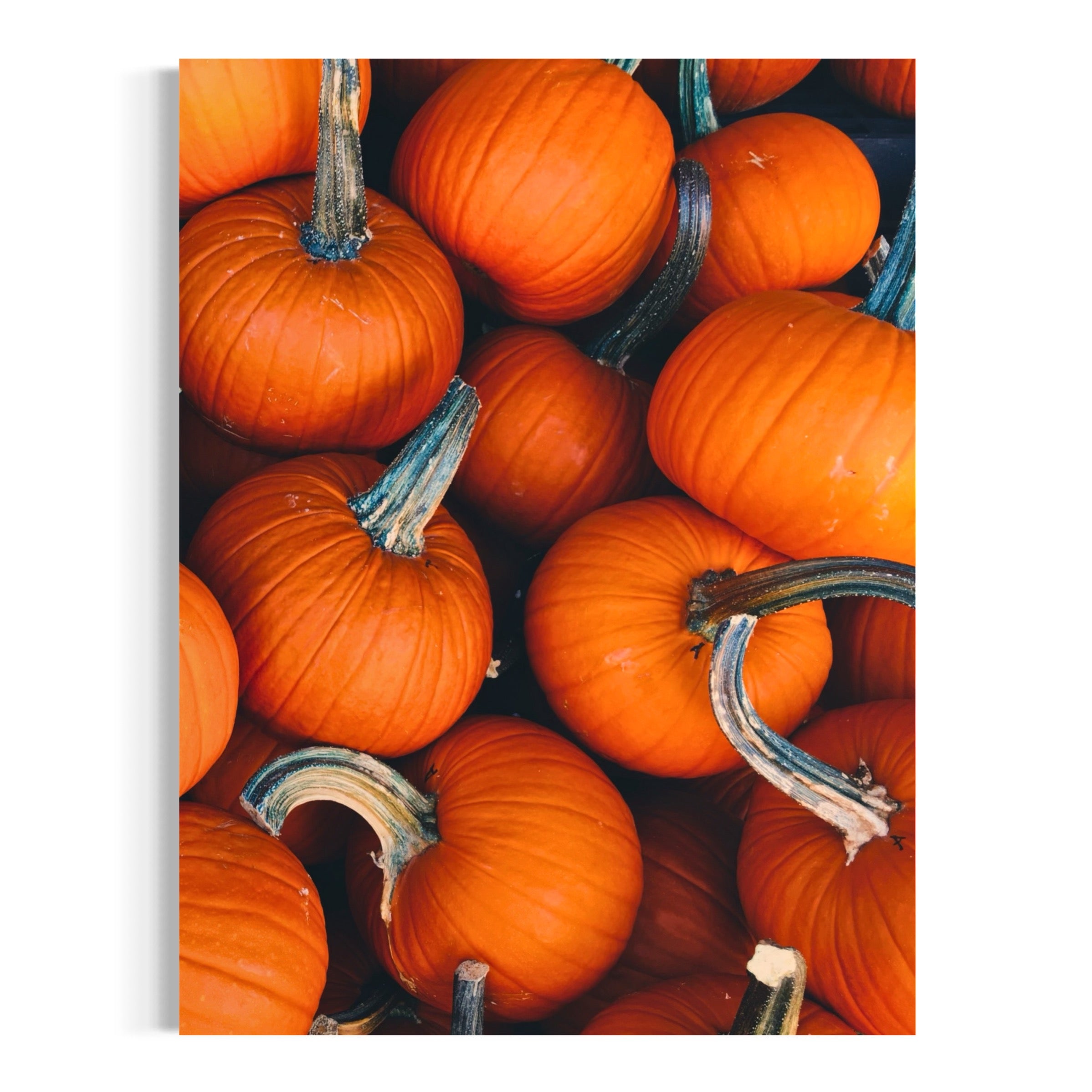Seasonal Pumpkins - Moderno Wall Art Wall Art