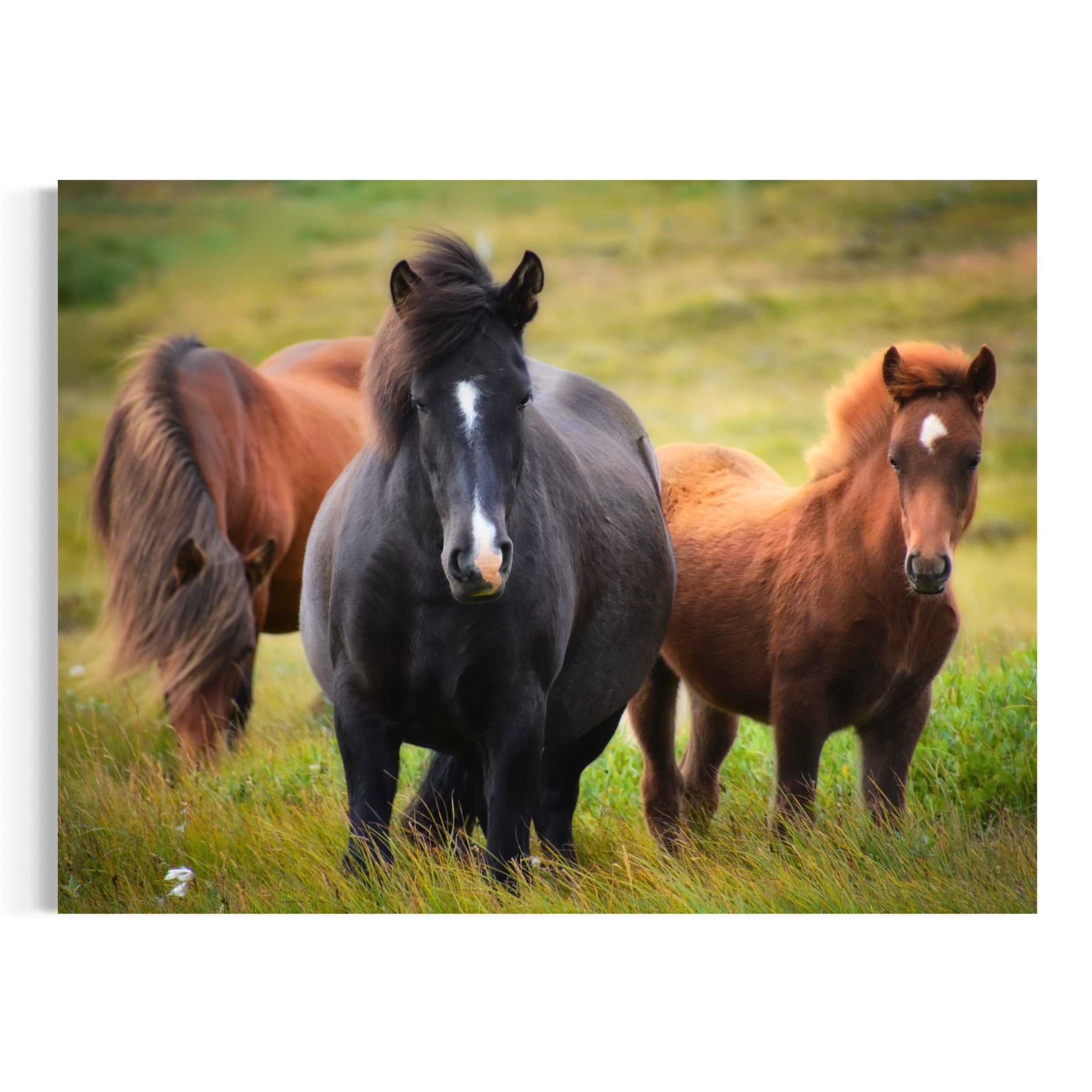 Meadow Companions - Moderno Wall Art Wall Art