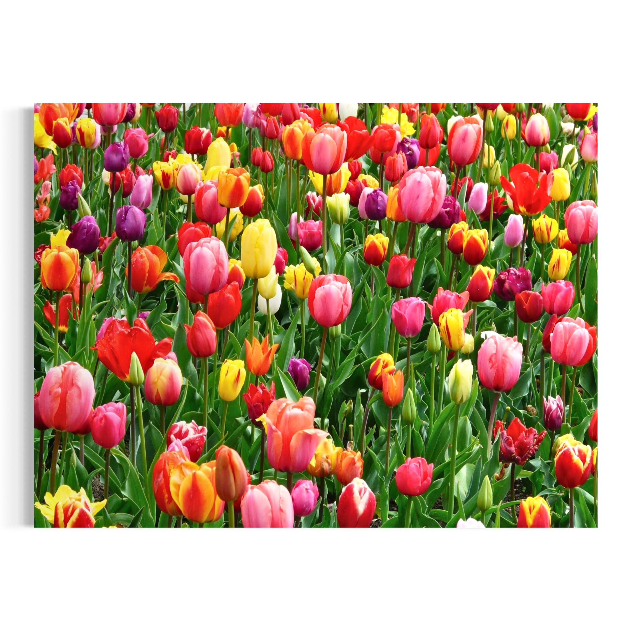 Tulip Field Glow - Moderno Wall Art Wall Art