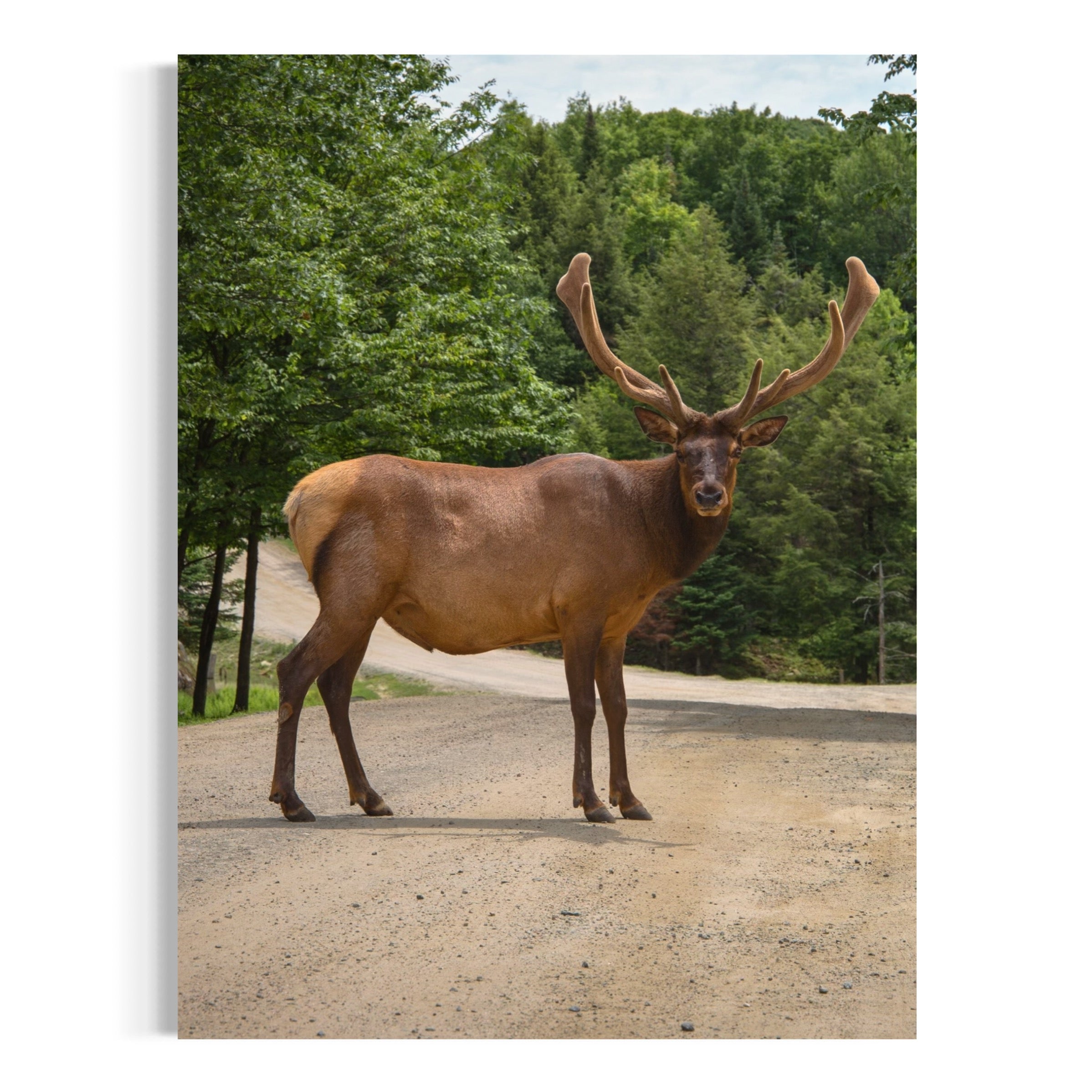 Elk On The Path - Moderno Wall Art Wall Art
