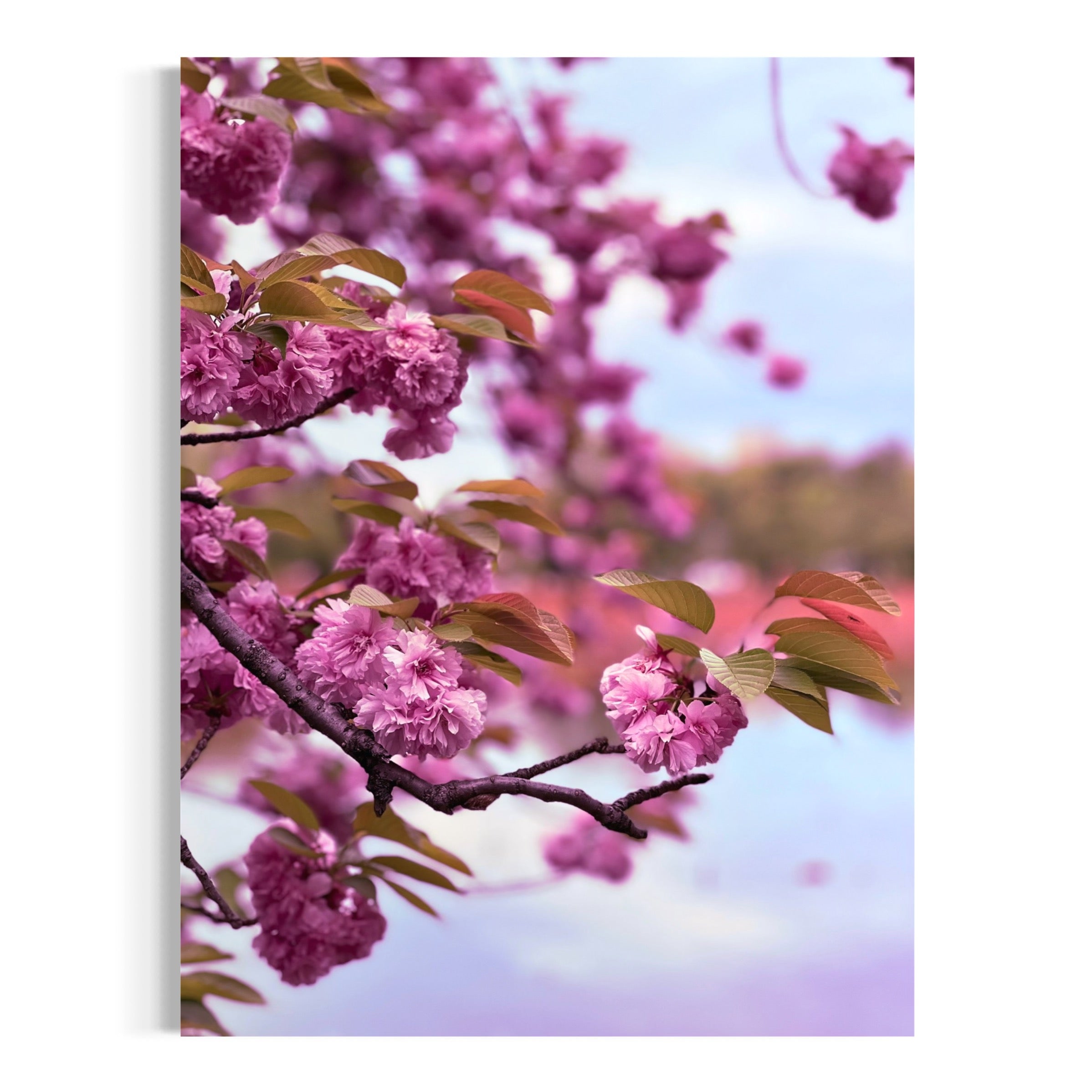 Kanzan Cherry Blossoms - Moderno Wall Art Wall Art