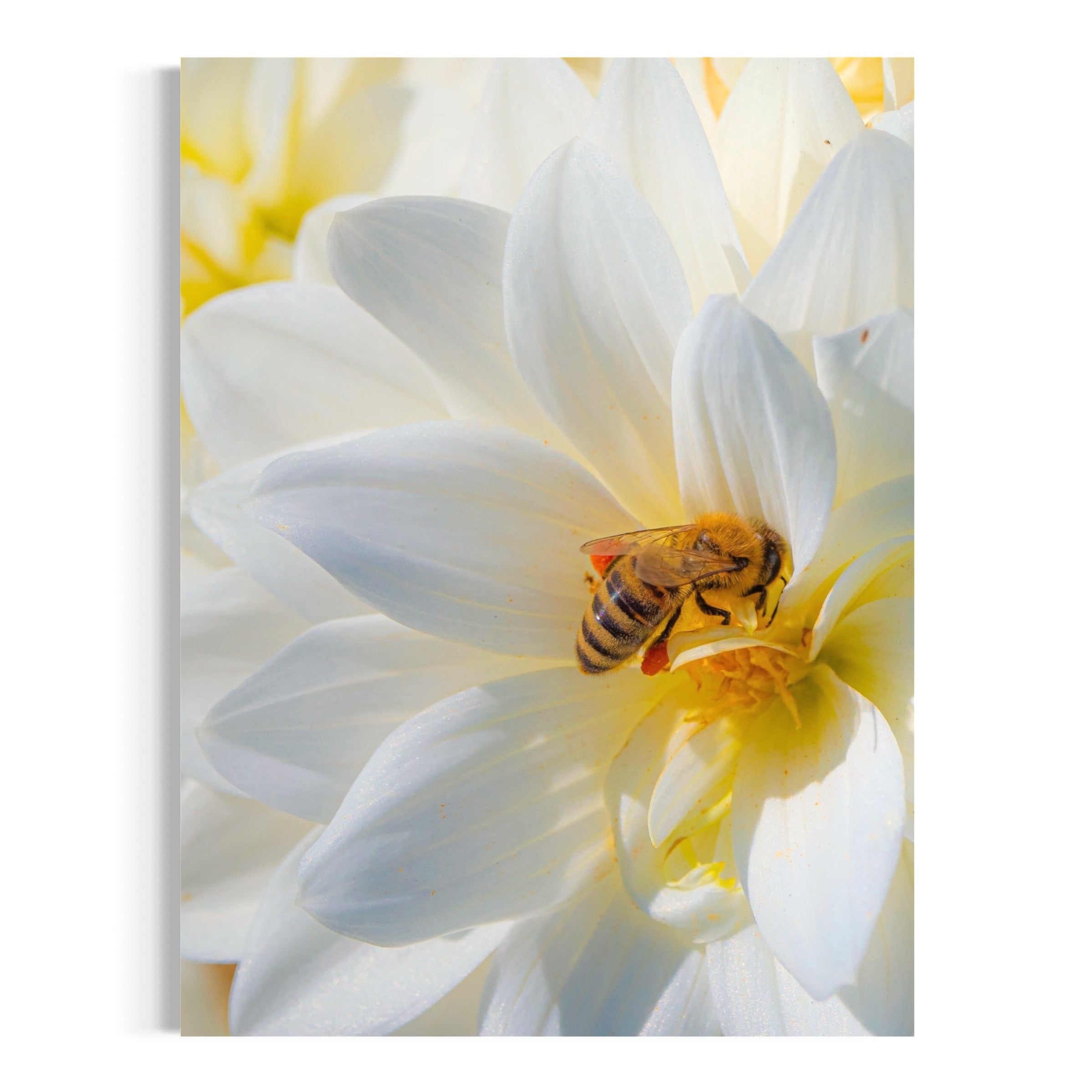 Nature's Harmony - Moderno Wall Art Wall Art