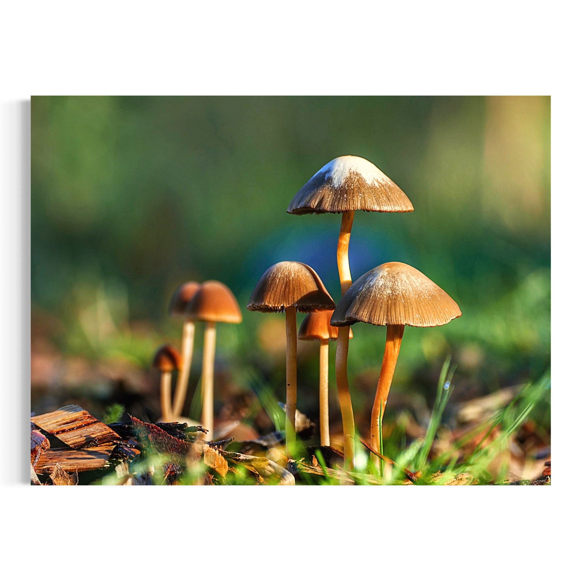Sunlit Mushrooms - Moderno Wall Art Wall Art