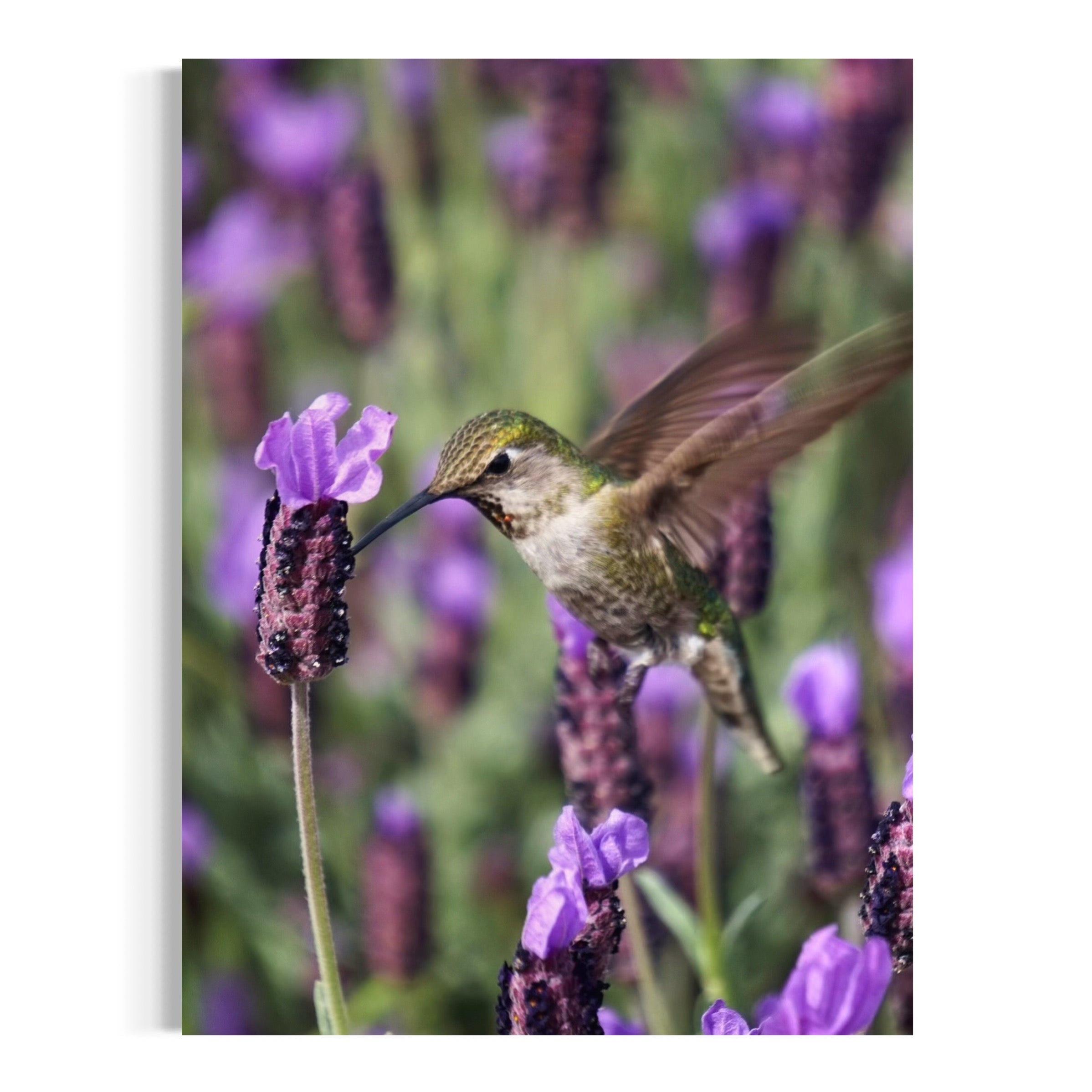 Hummingbird & Spanish Lavender - Moderno Wall Art Wall Art