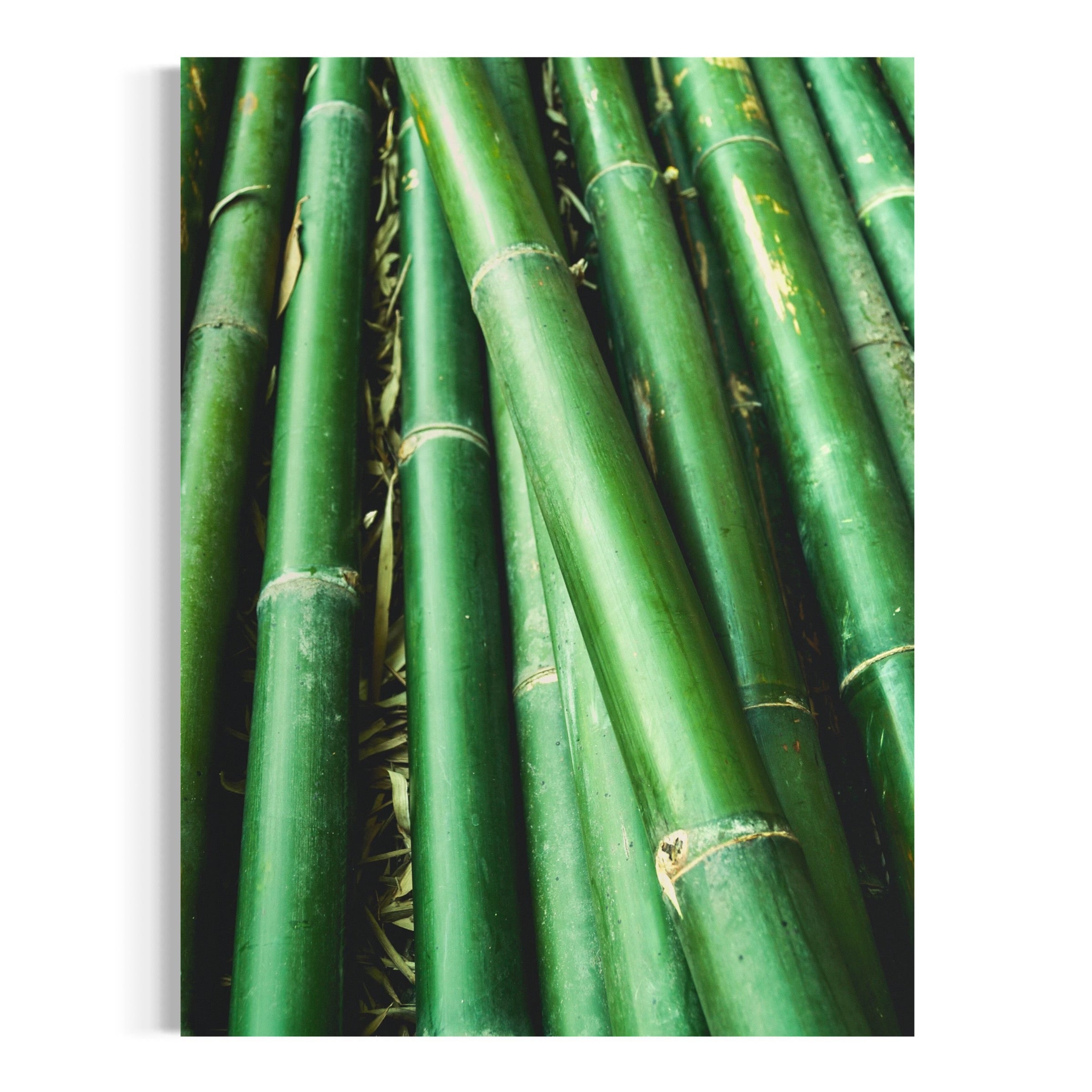 Bamboo Stalks - Moderno Wall Art Wall Art