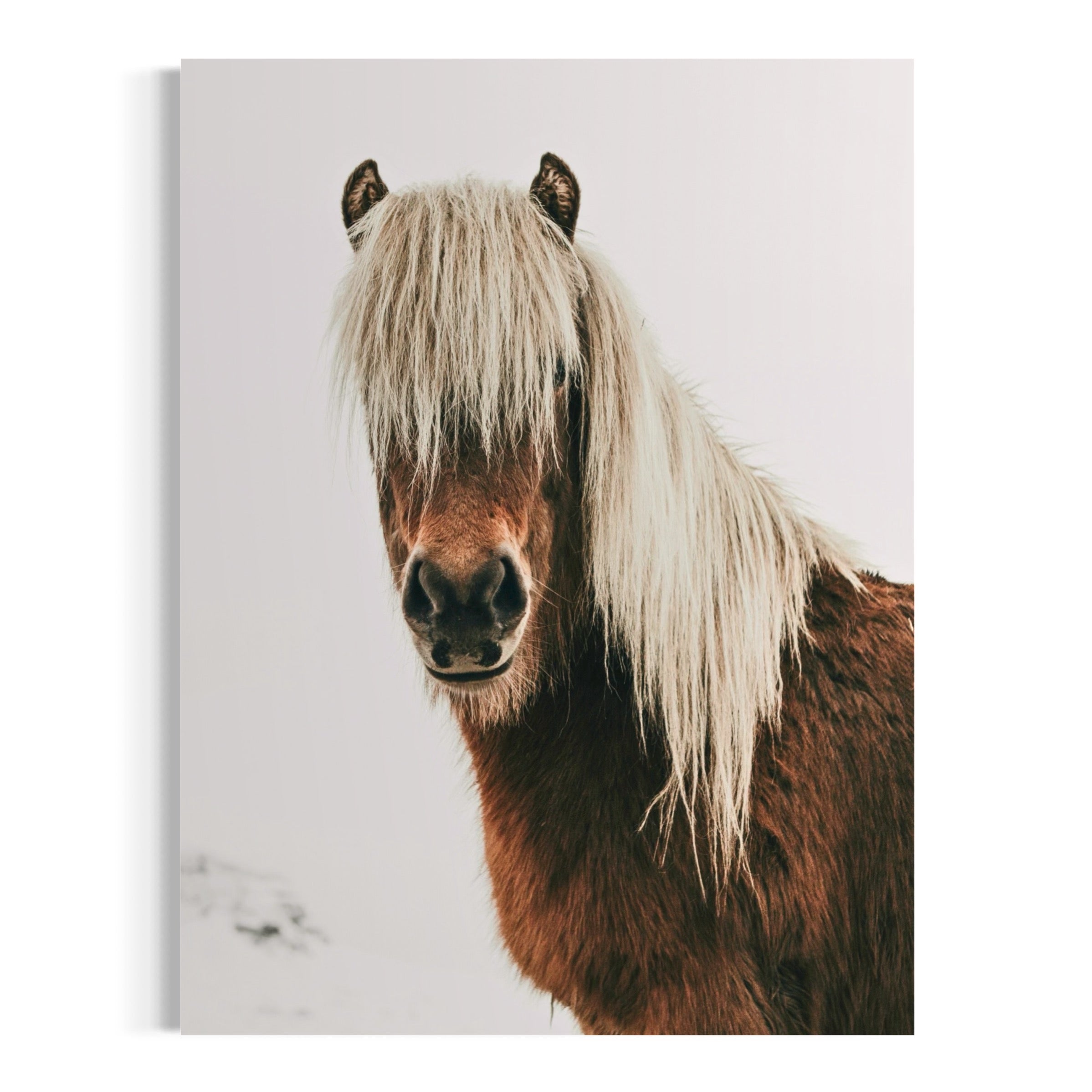 Icelandic Horse - Moderno Wall Art Wall Art