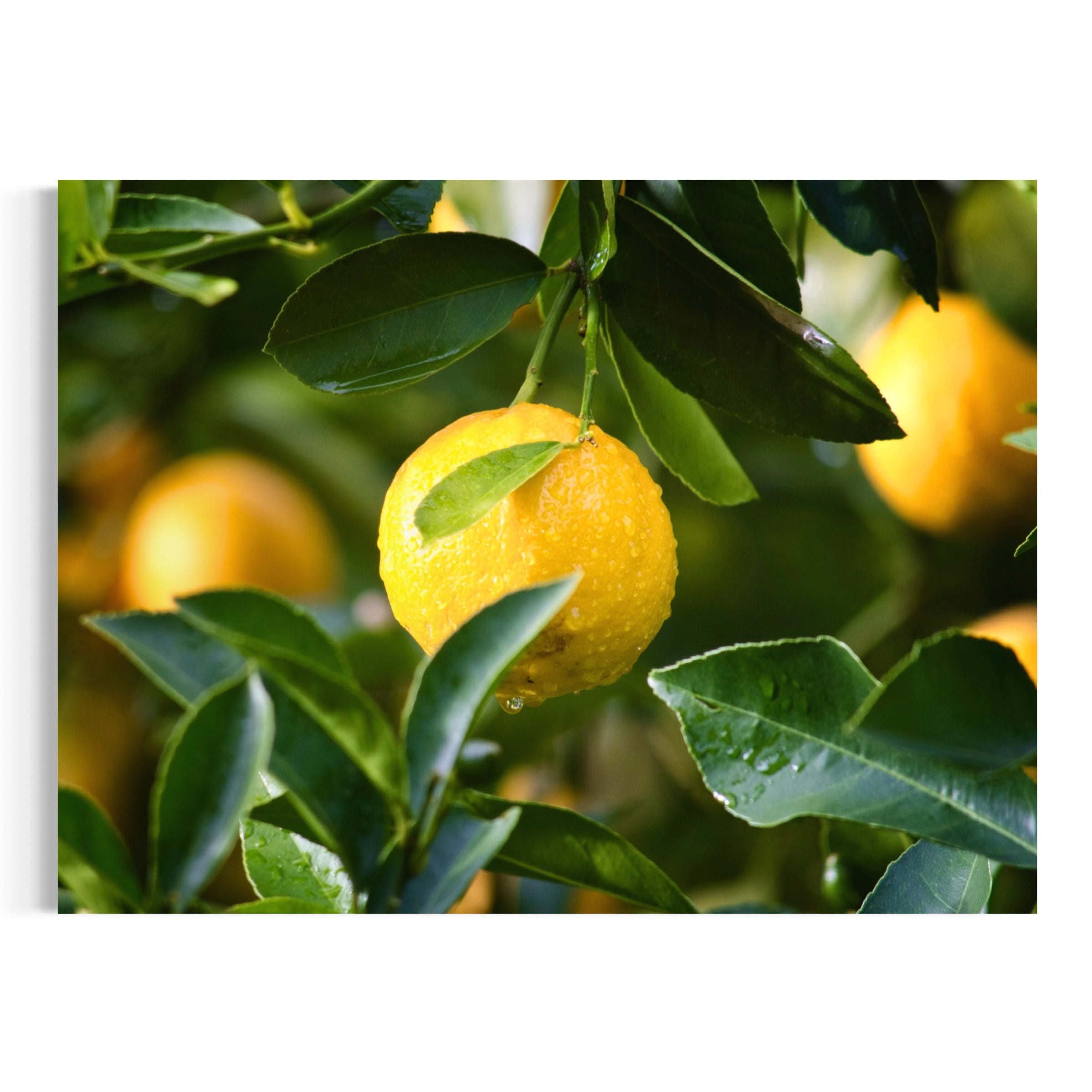 Lemon In Focus - Moderno Wall Art Wall Art