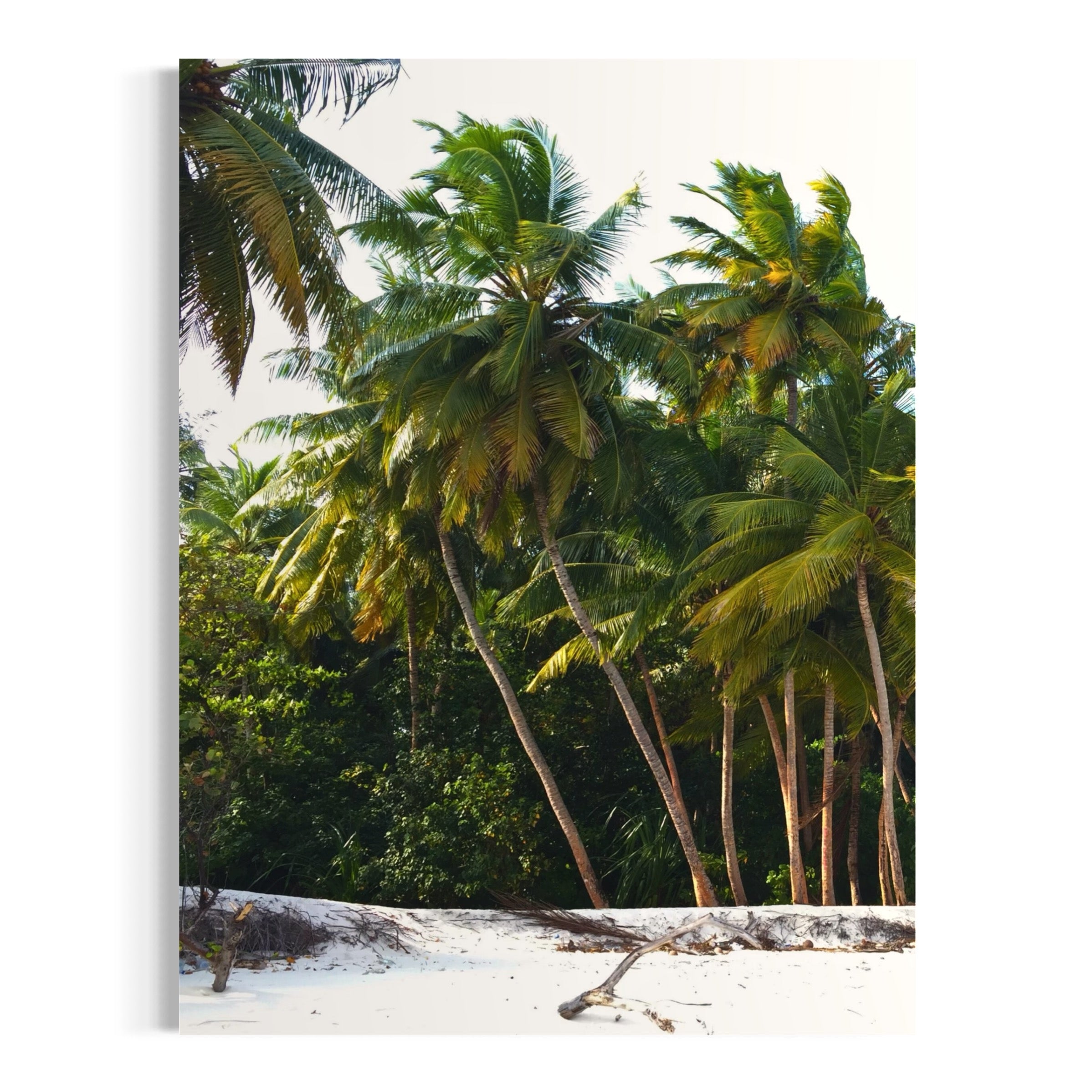 Palm Haven - Moderno Wall Art Wall Art