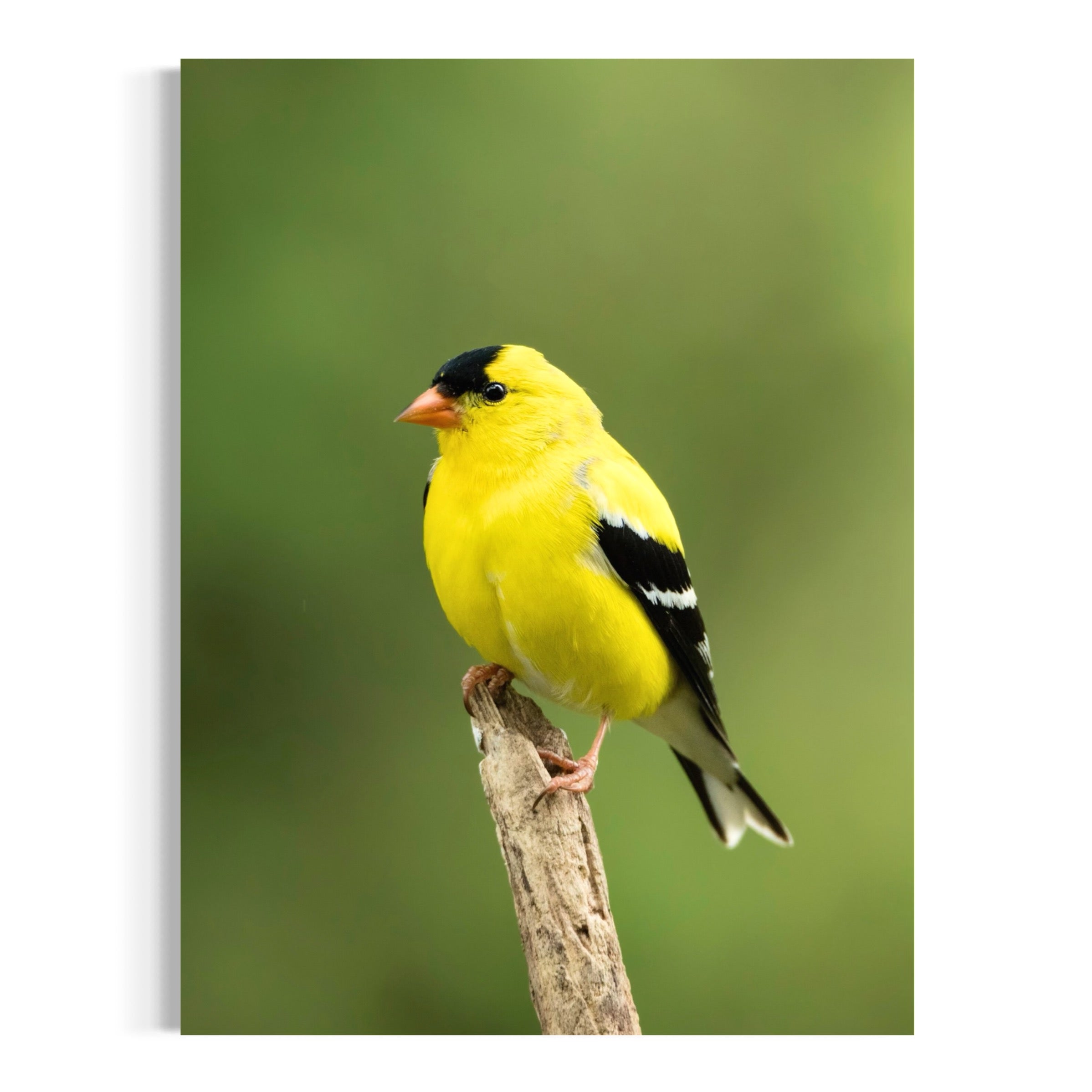 Summertime Goldfinch - Moderno Wall Art Wall Art