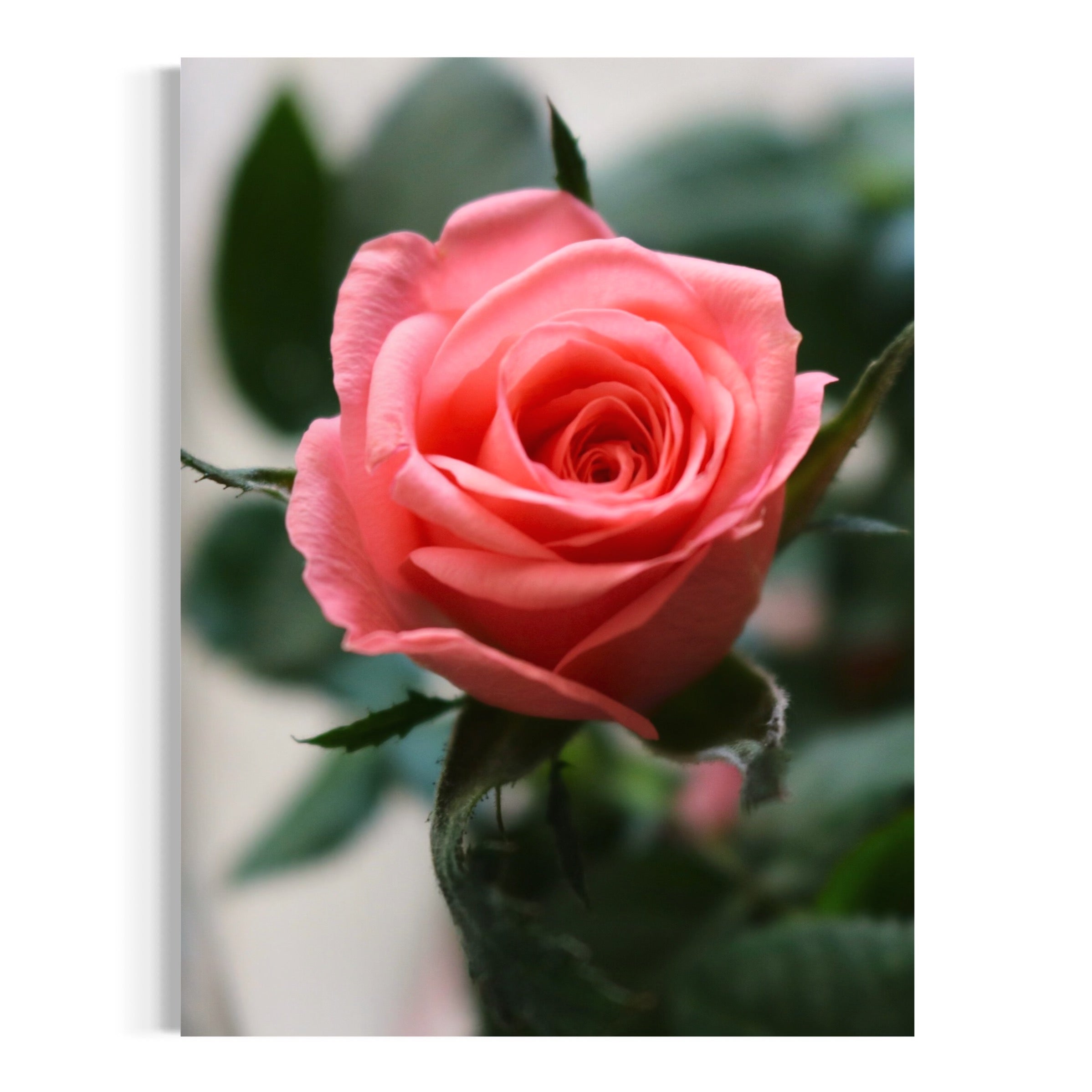 Delicate Rose - Moderno Wall Art Wall Art