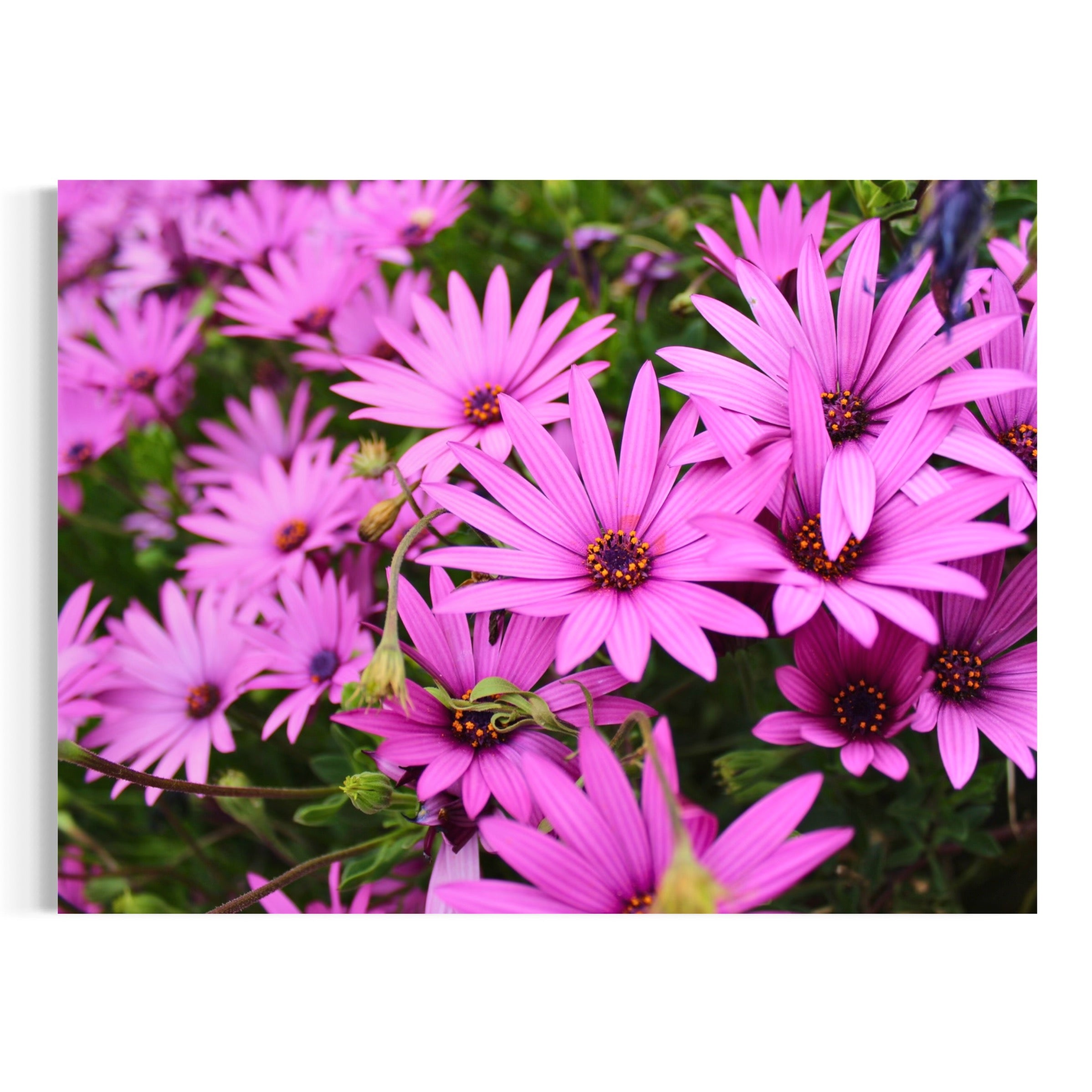 Garden’s Rhythm - Moderno Wall Art Wall Art