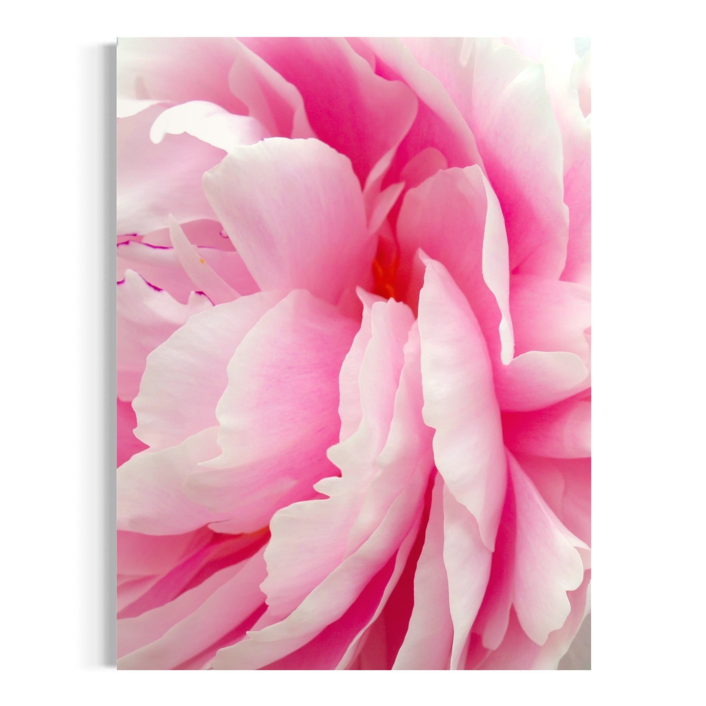 Soft Pink Peony - Moderno Wall Art Wall Art