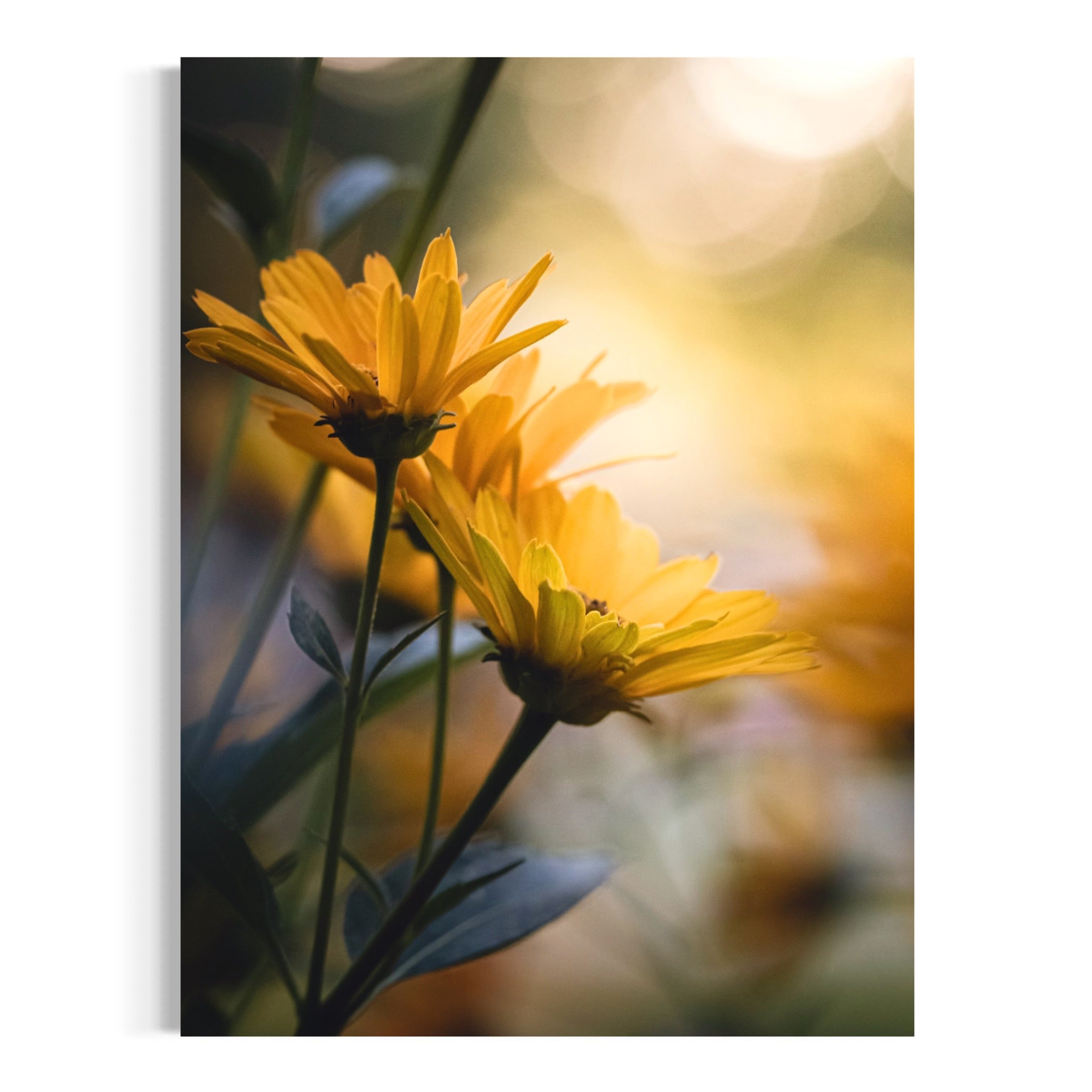 Daisy Radiance - Moderno Wall Art Wall Art
