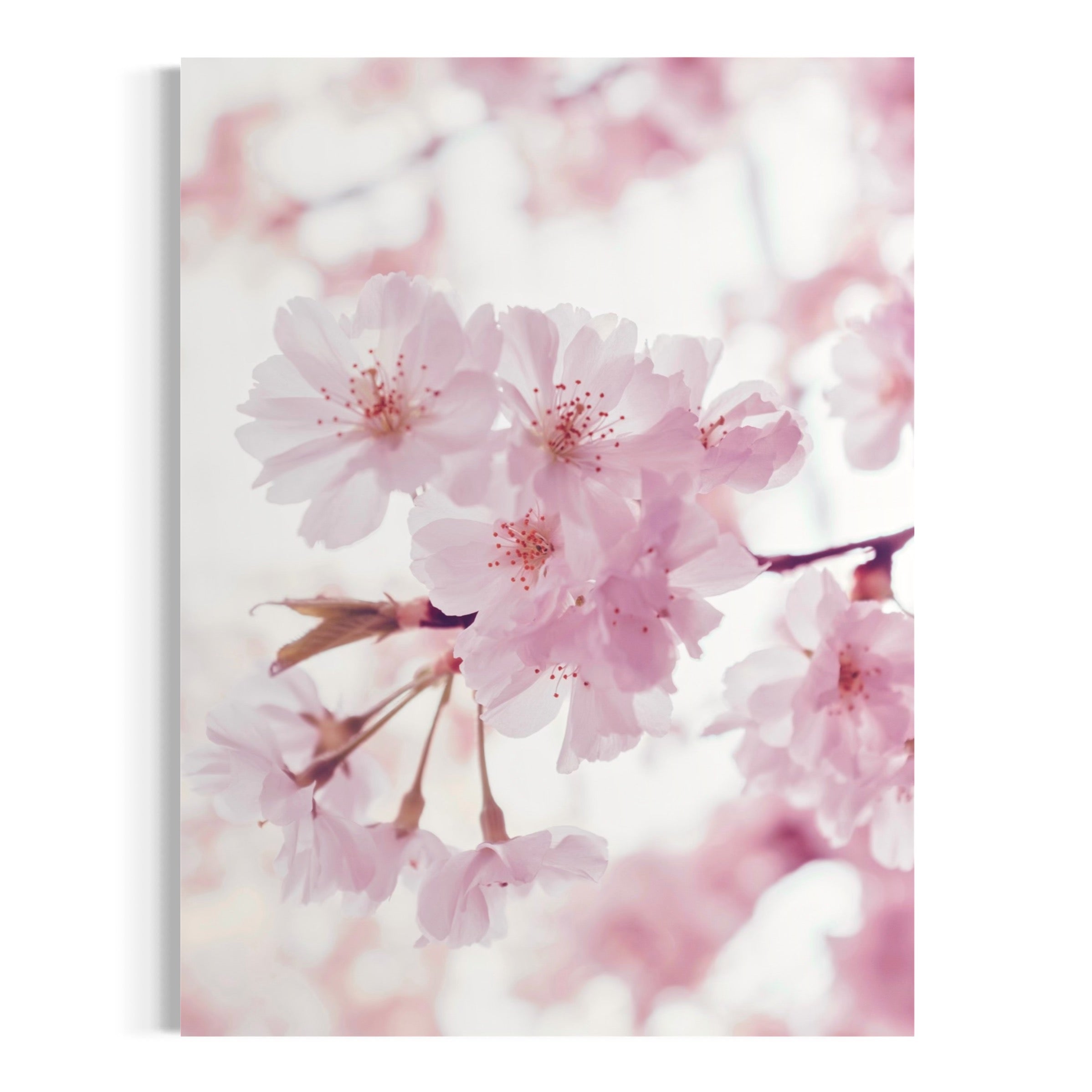 The Beauty of Sakura - Moderno Wall Art Wall Art
