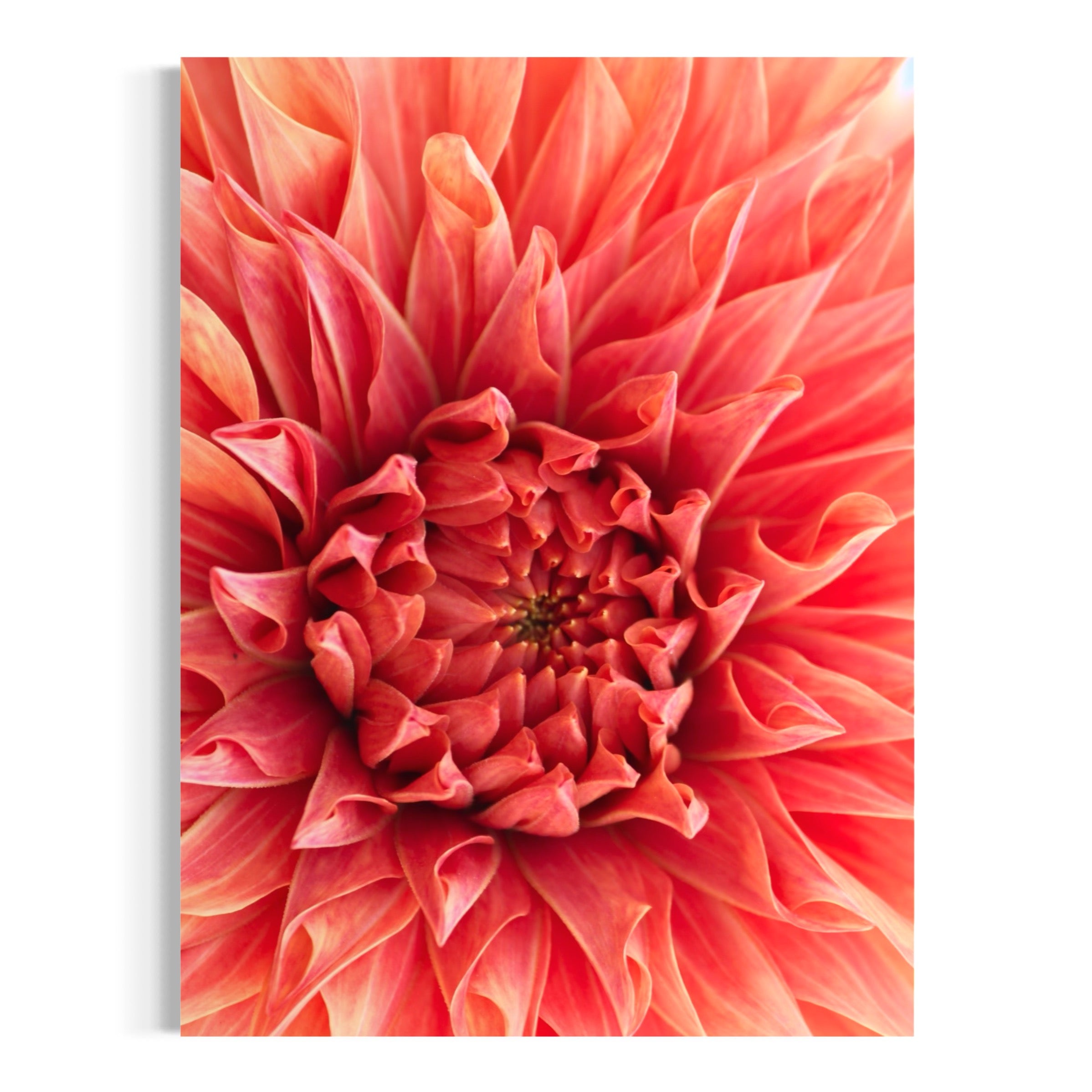 Dahlia in Detail - Moderno Wall Art Wall Art