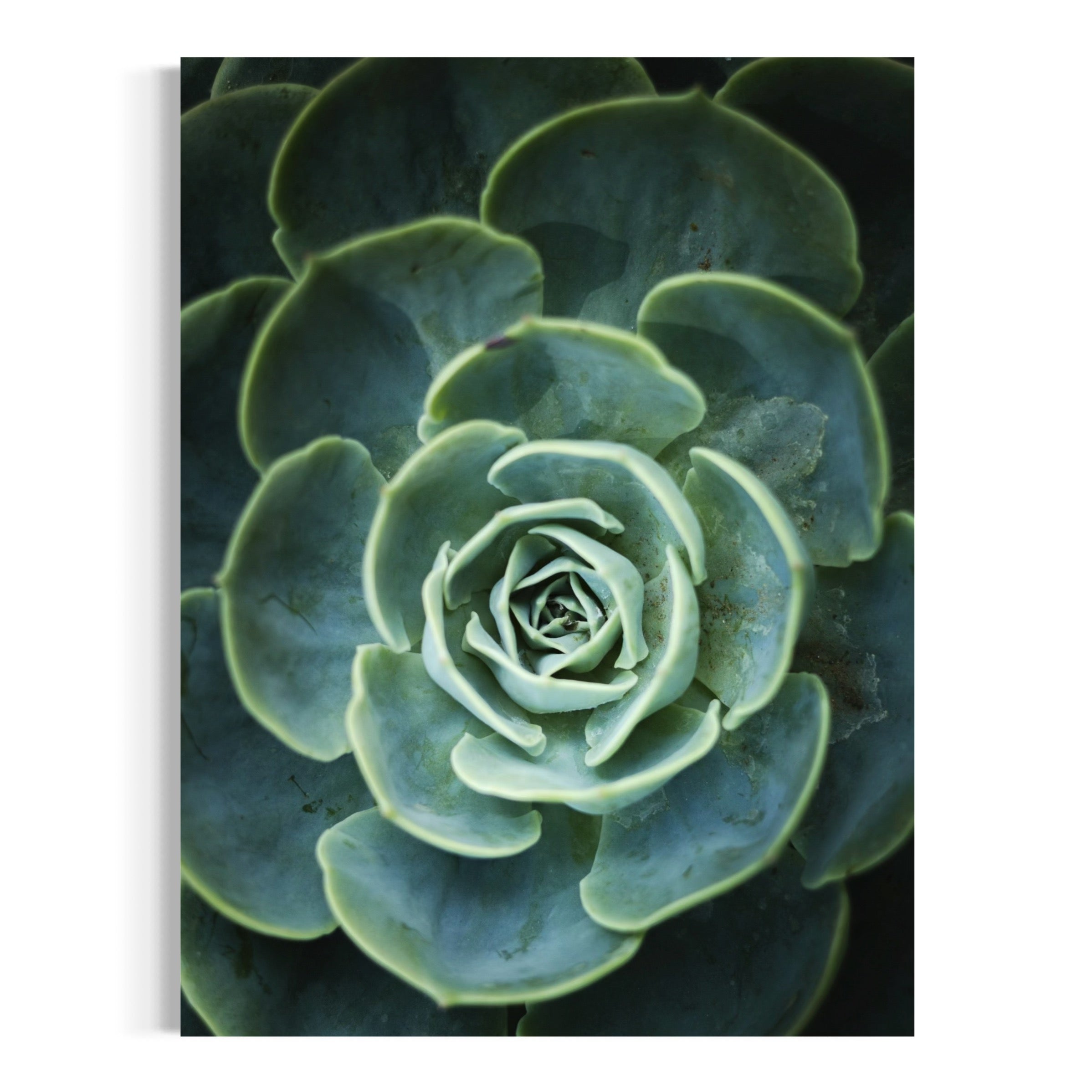 Green Succulent - Moderno Wall Art Wall Art