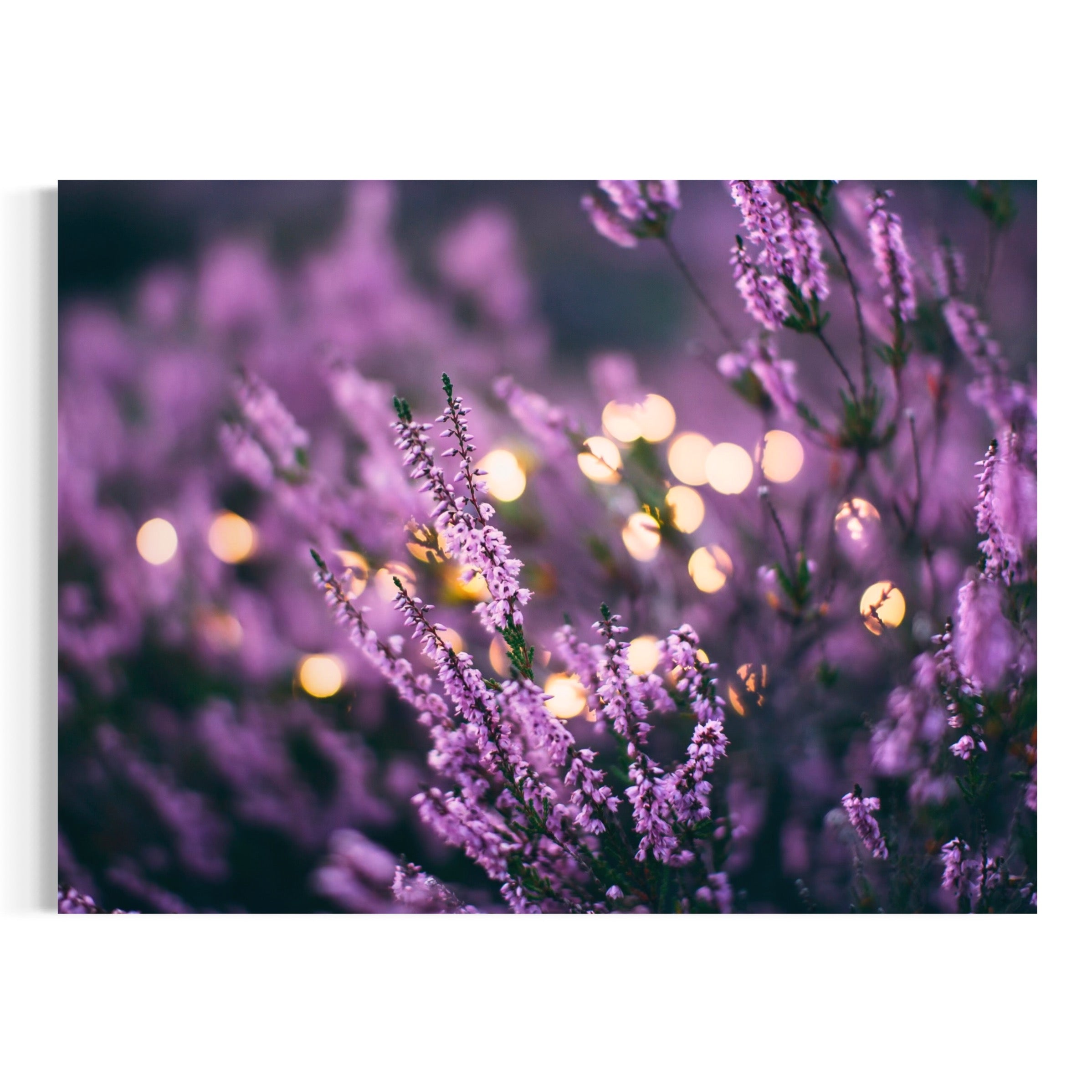Lavender Dreamscape - Moderno Wall Art Wall Art