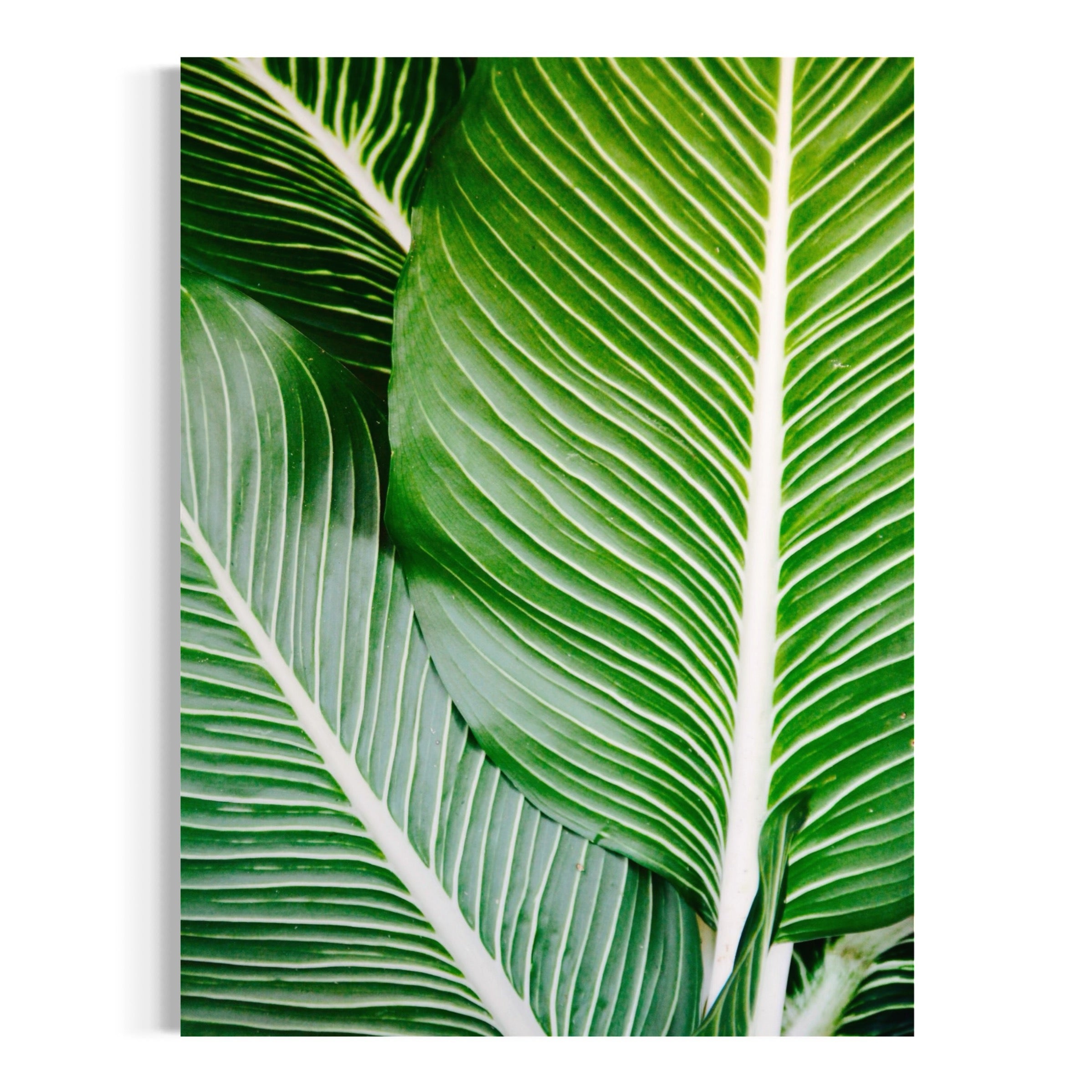 Vibrant Tropical Foliage - Moderno Wall Art Wall Art