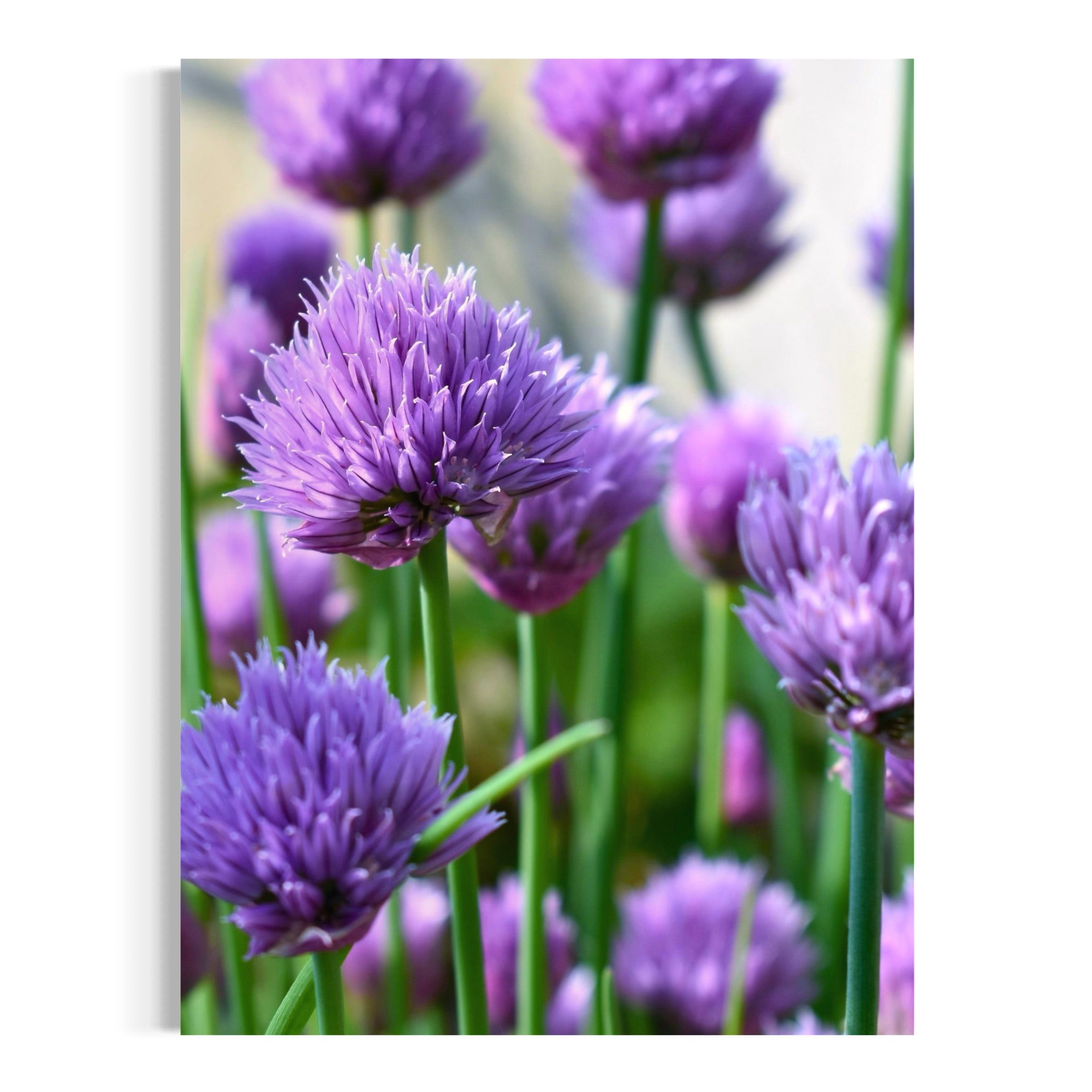 Chive Blossoms - Moderno Wall Art Wall Art