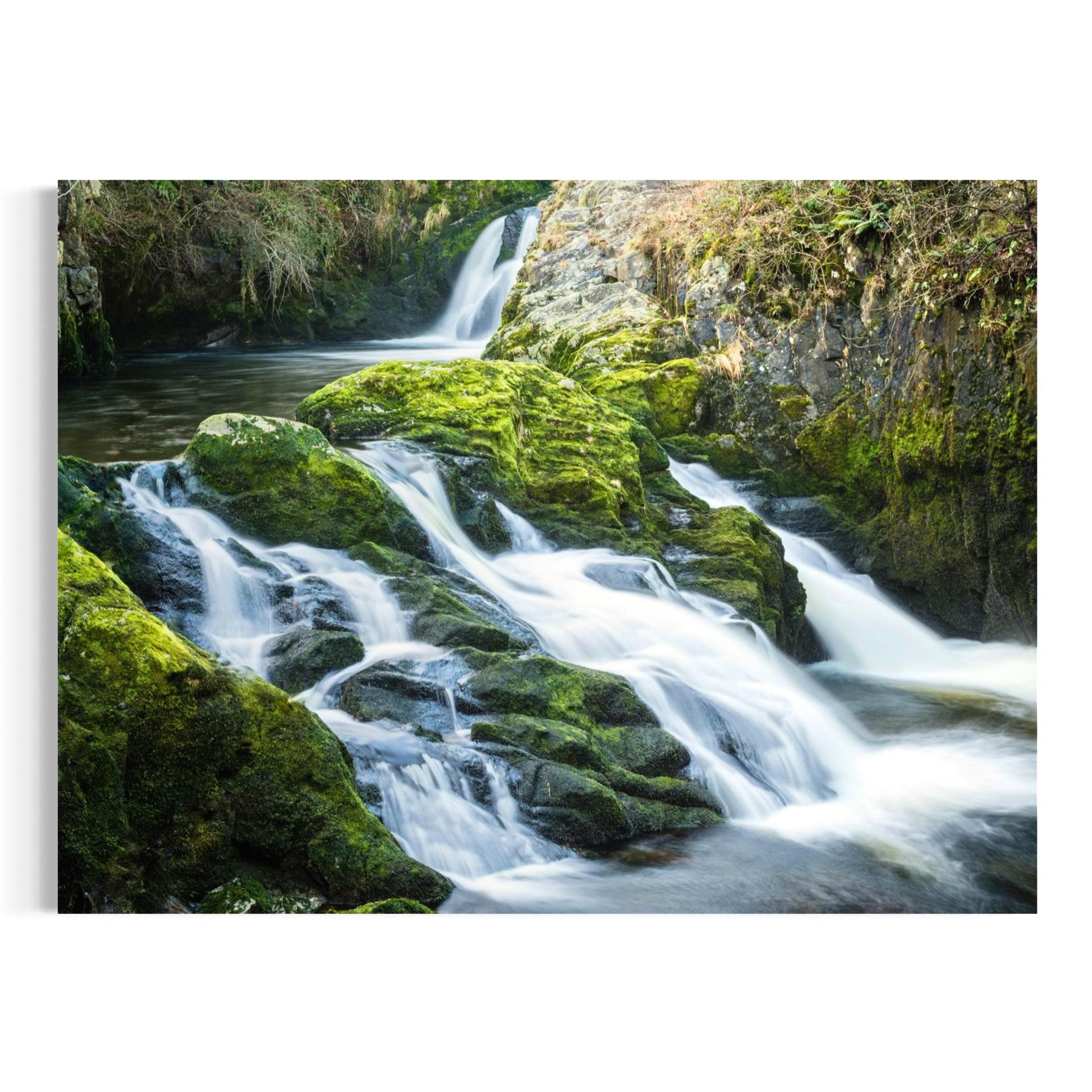 Forest in Motion - Moderno Wall Art Wall Art