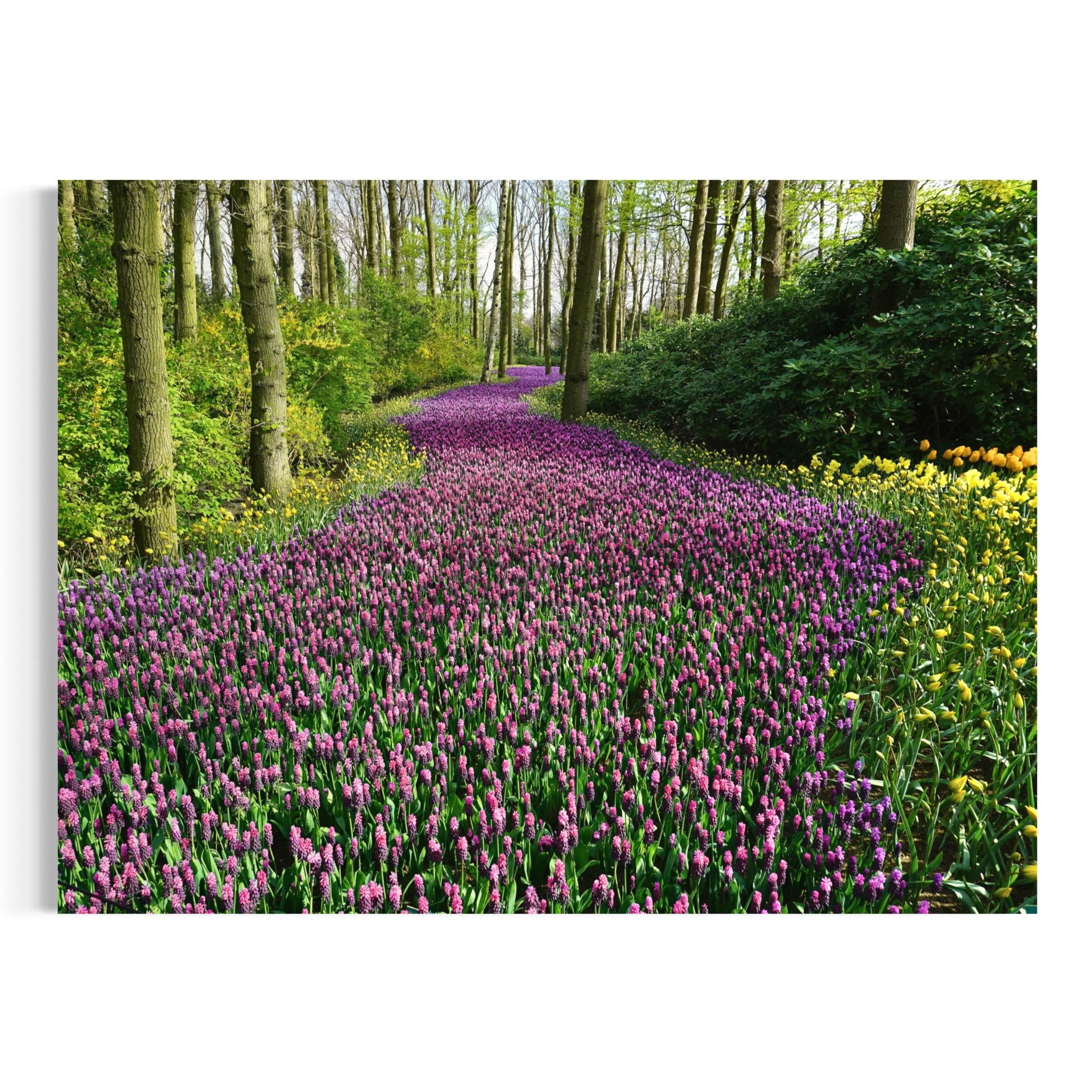 Lavender Pathway - Moderno Wall Art Wall Art