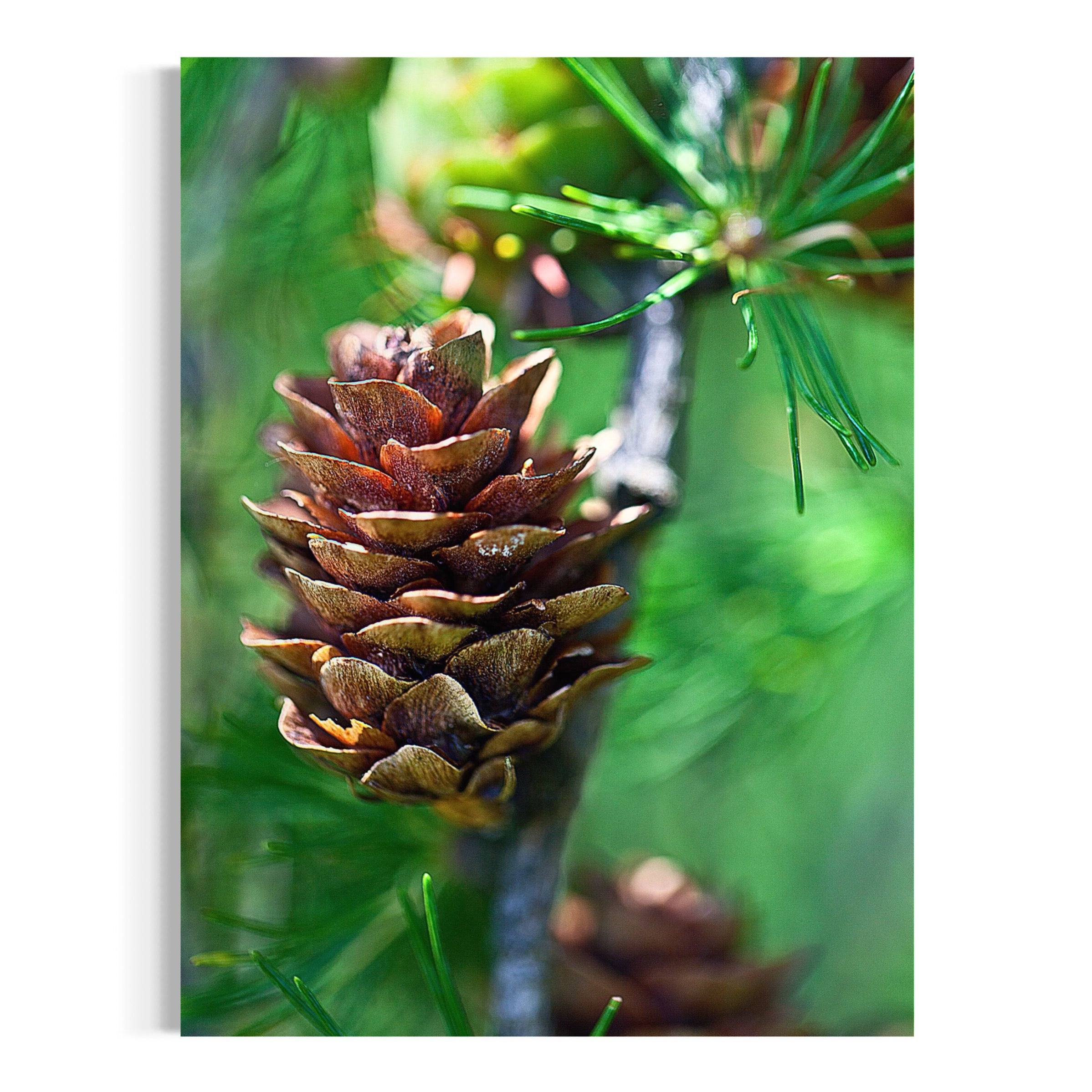 Pine Cone and Needles - Moderno Wall Art Wall Art