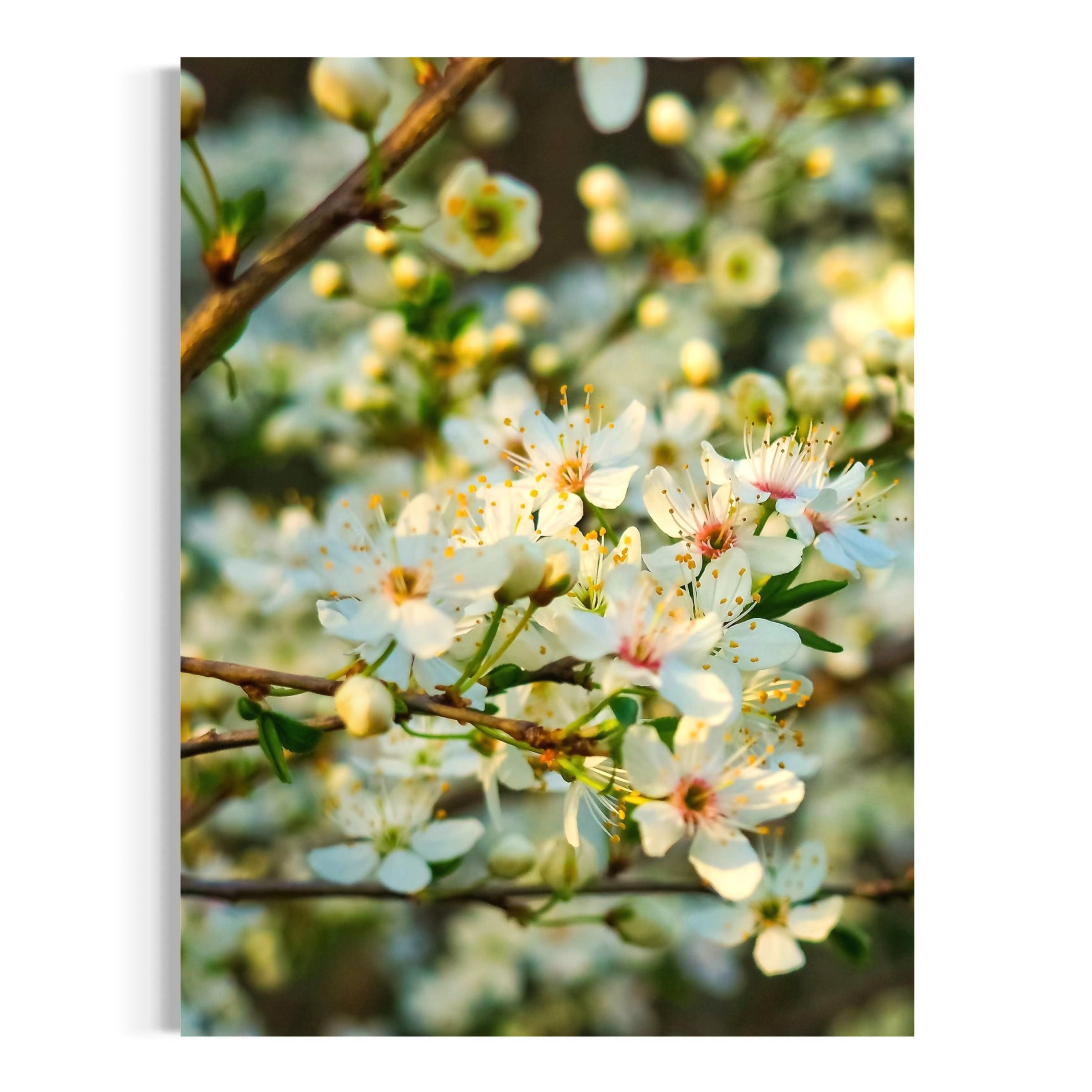 Blooming Warmth - Moderno Wall Art Wall Art