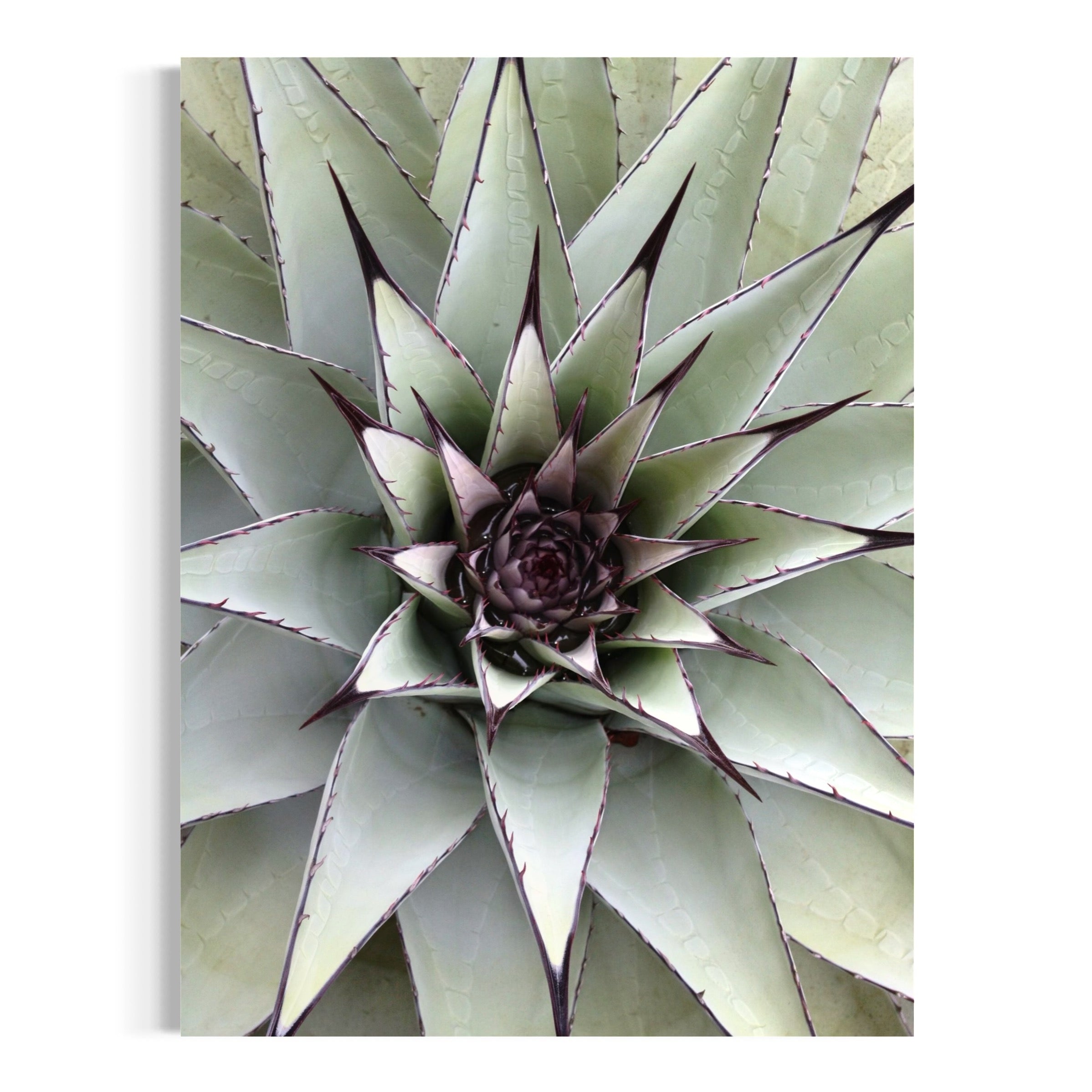Desert Bloom - Moderno Wall Art Wall Art