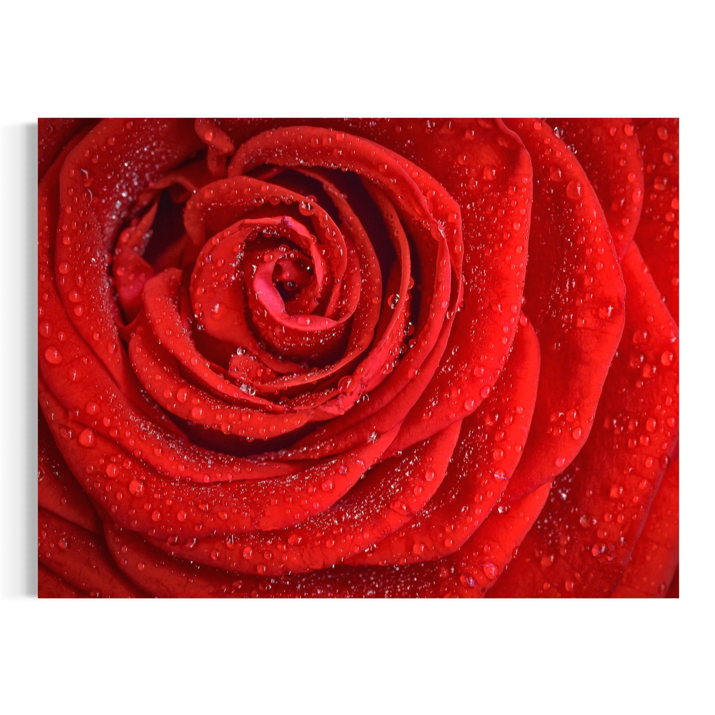 Heart of the Rose - Moderno Wall Art Wall Art