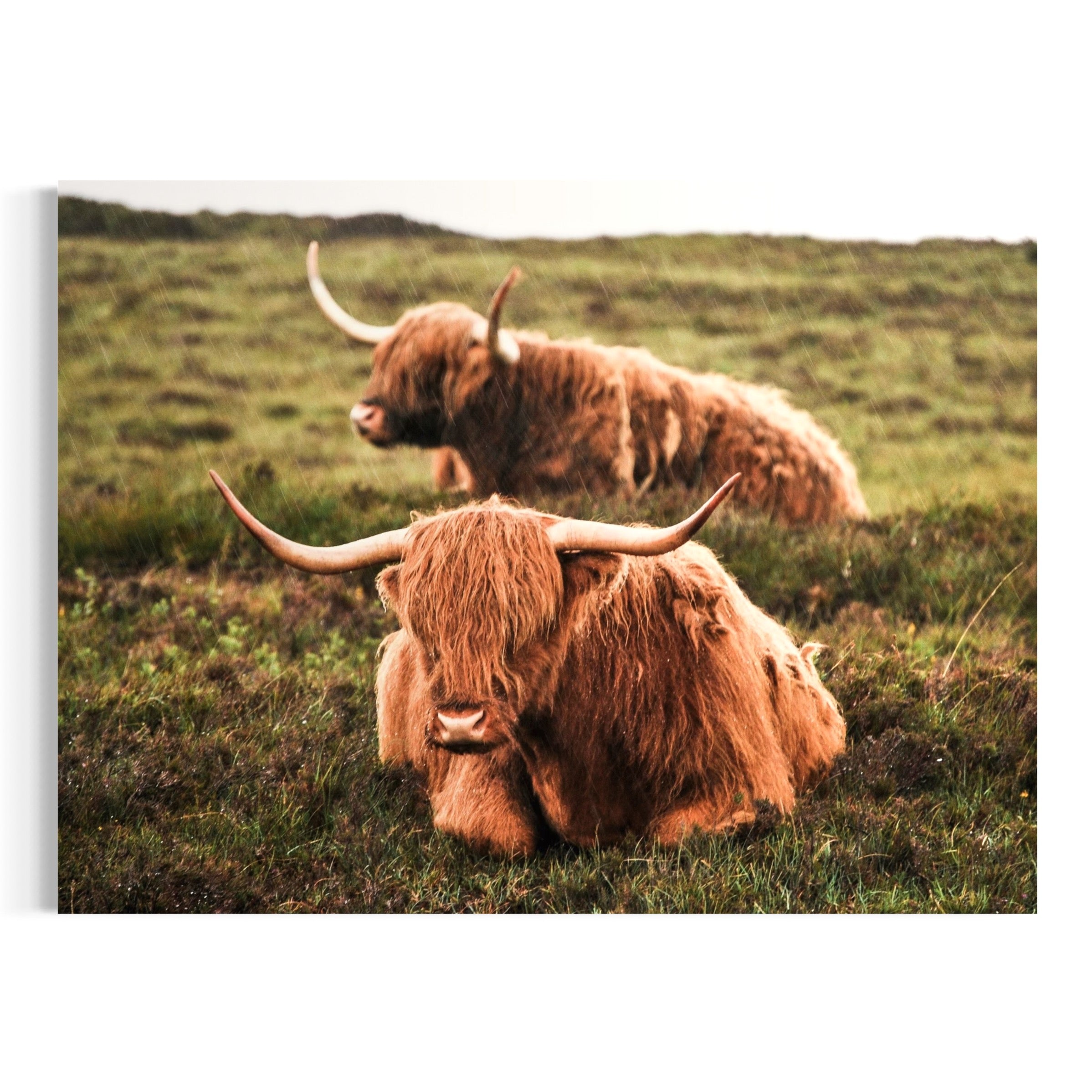 Highland Duo - Moderno Wall Art Wall Art