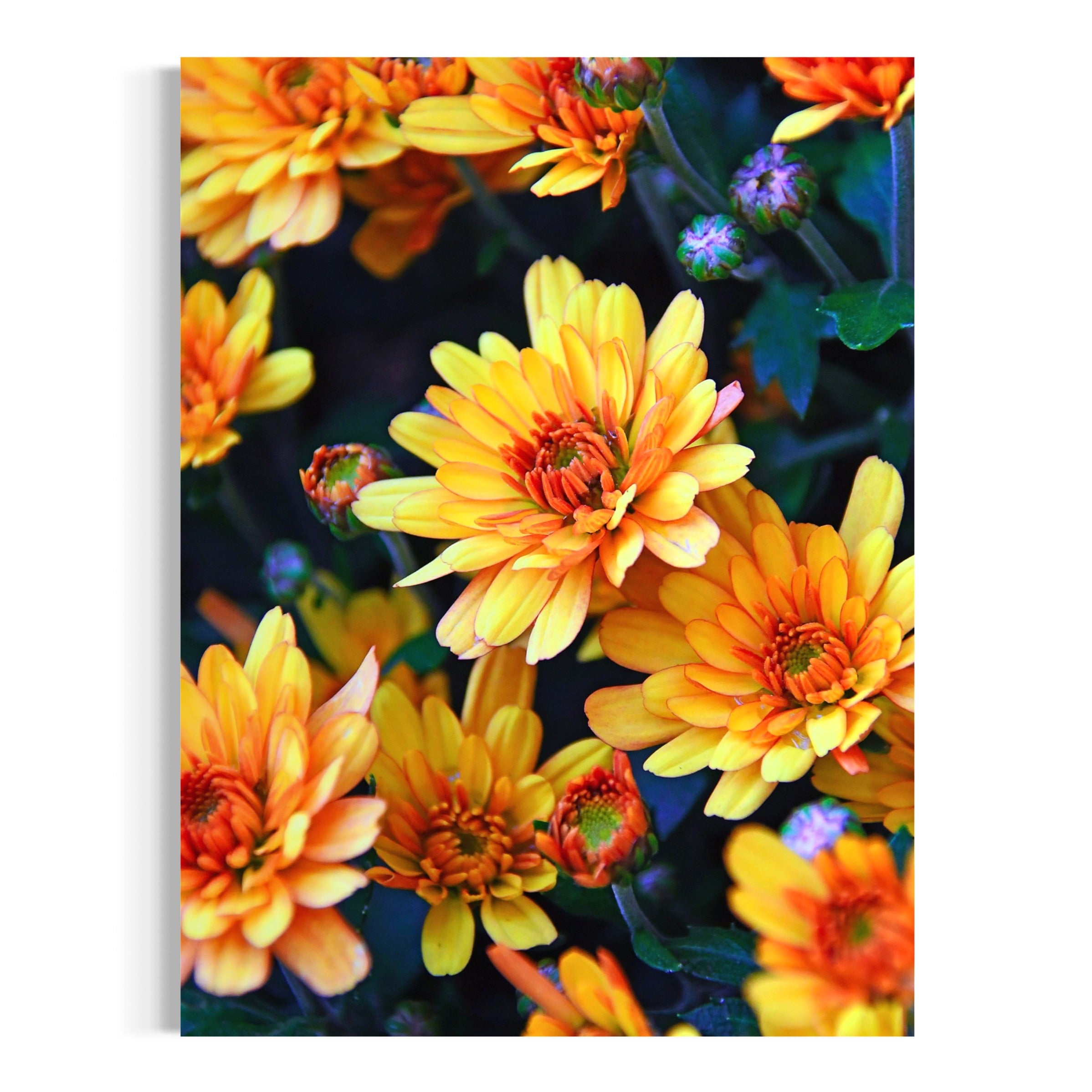 Chrysanthemum Glow - Moderno Wall Art Wall Art