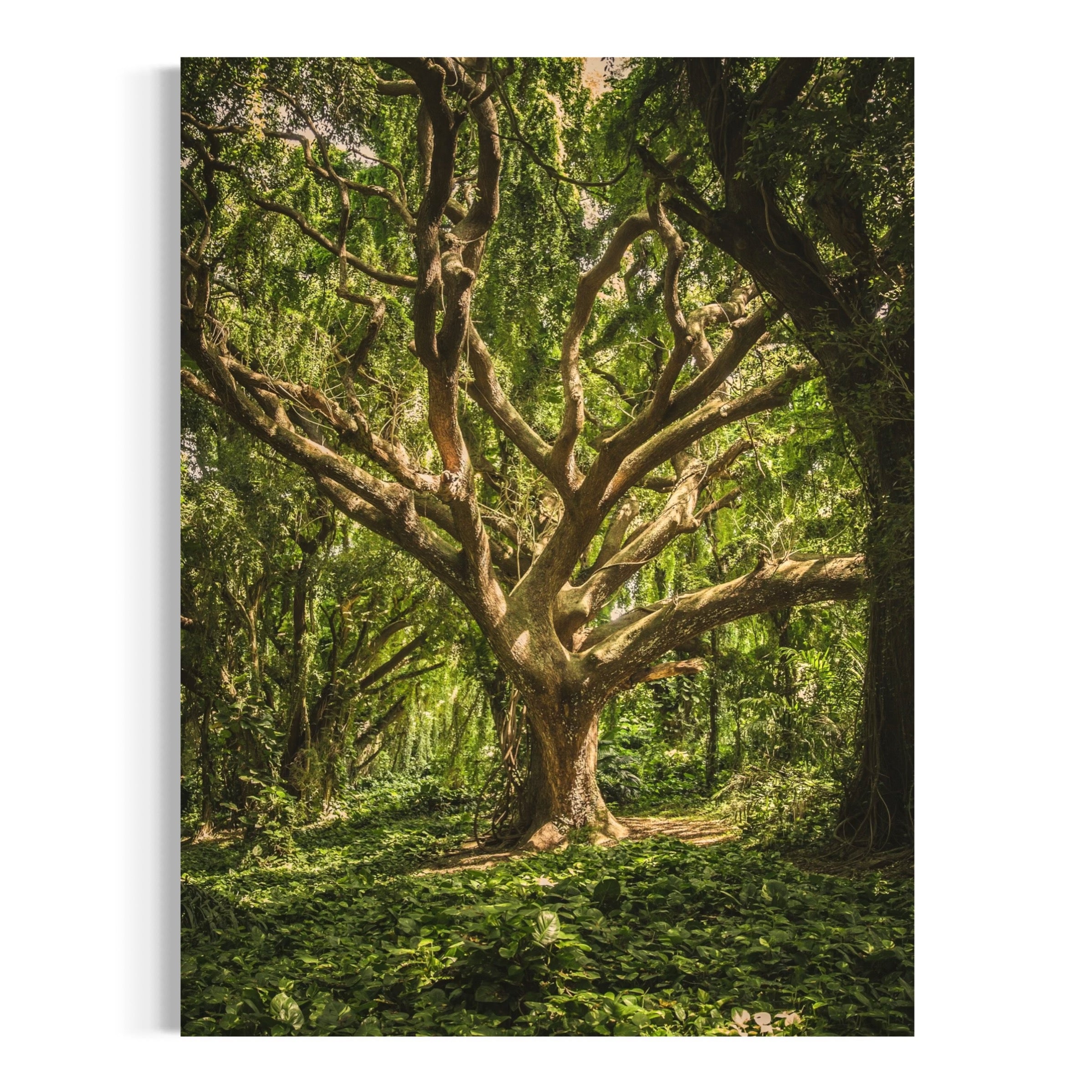 Sunlit Woodland - Moderno Wall Art Wall Art