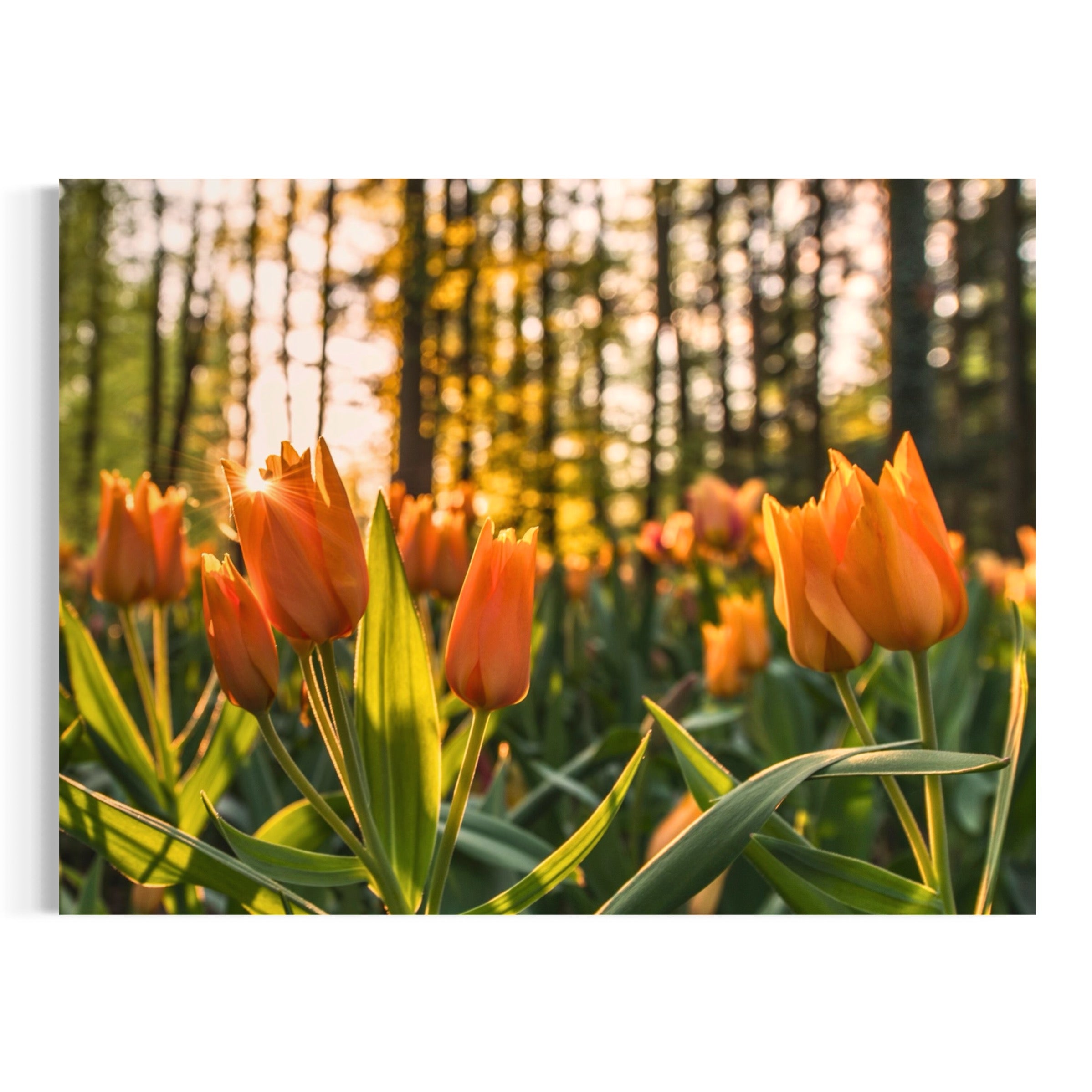 Golden Glow & Blooms - Moderno Wall Art Wall Art