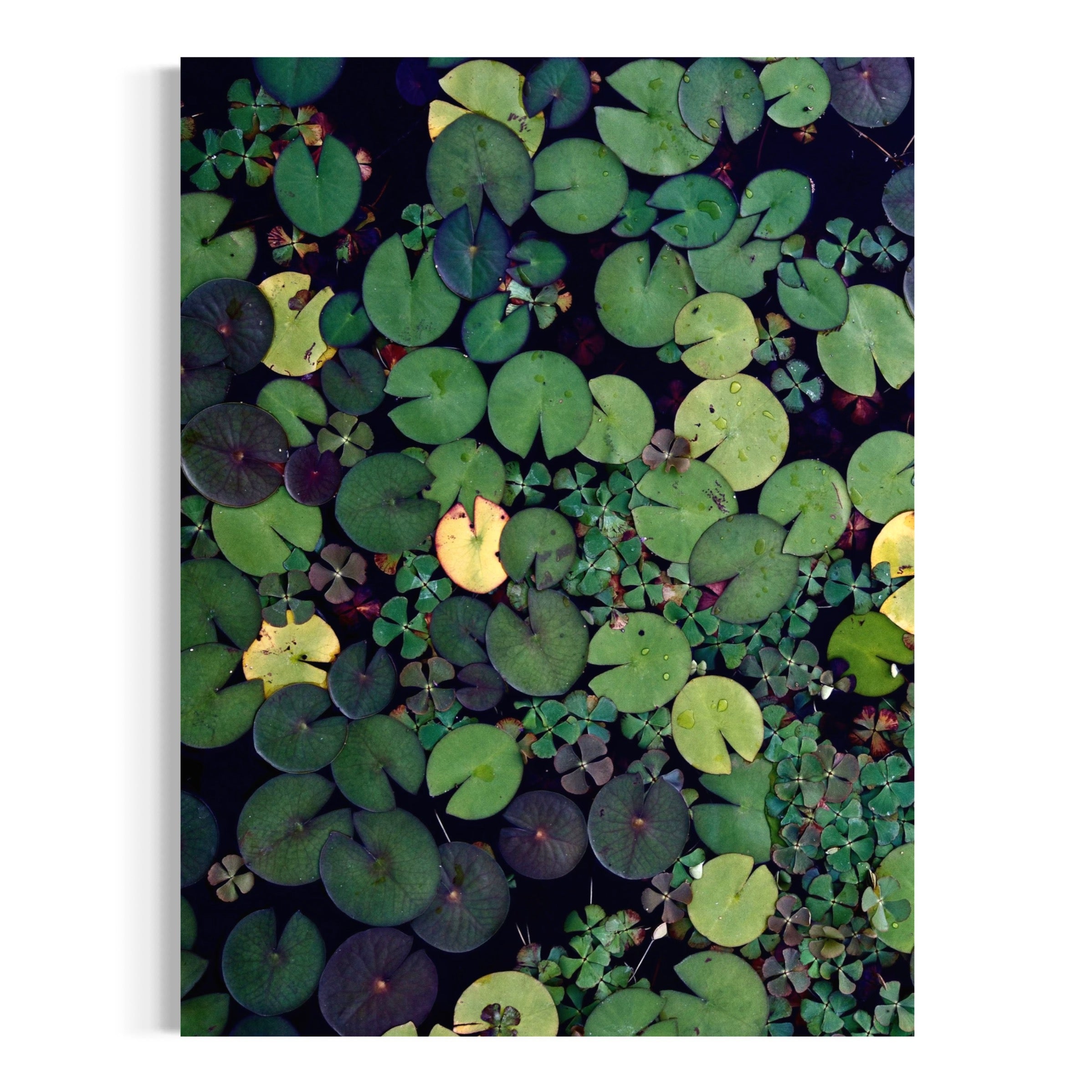 Lily Pad Mosaic - Moderno Wall Art Wall Art