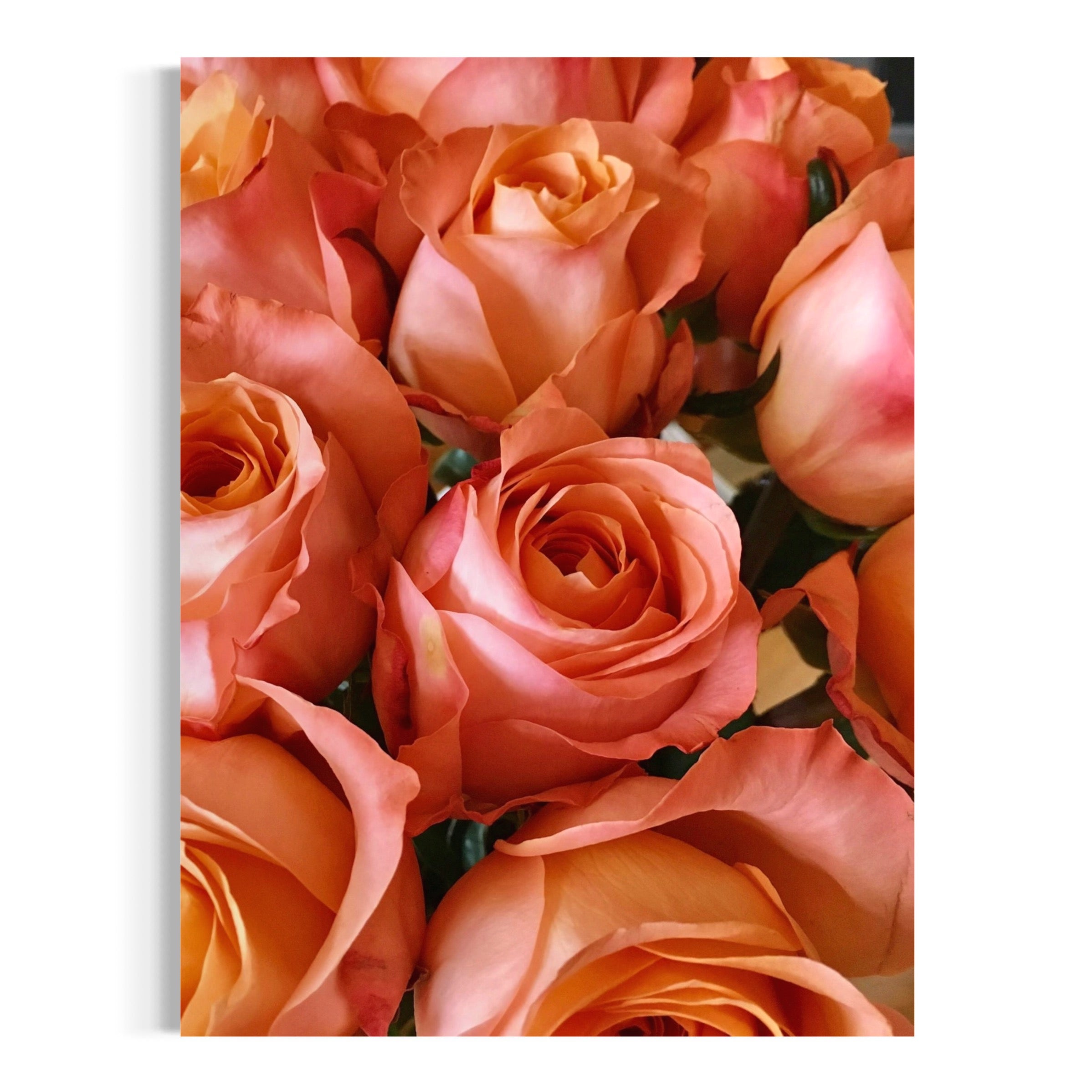 Coral Elegance - Moderno Wall Art Wall Art