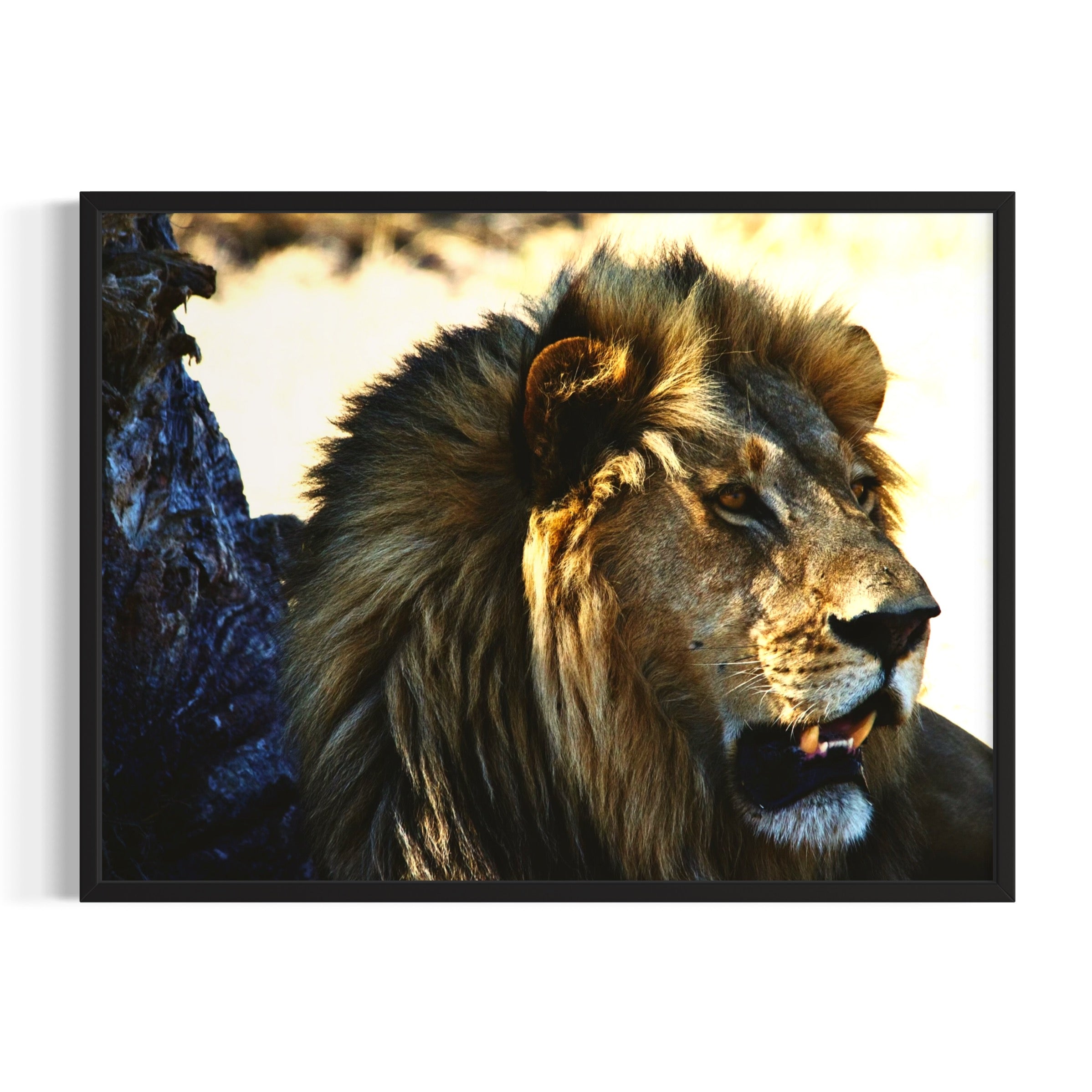 Gaze of the Wild - Moderno Wall Art Wall Art