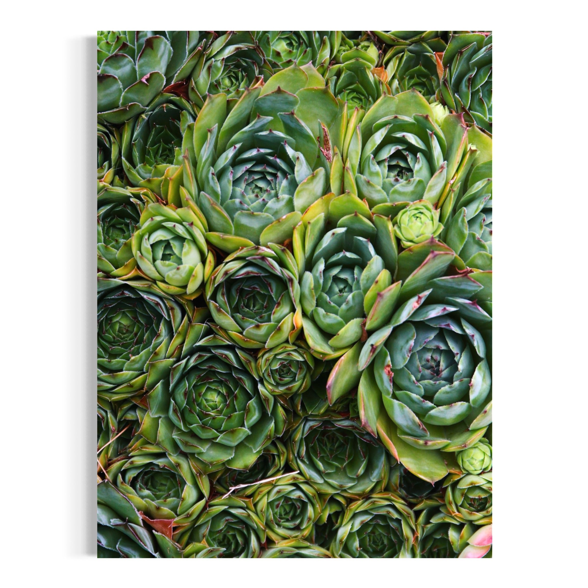 Succulent Symmetry - Moderno Wall Art Wall Art