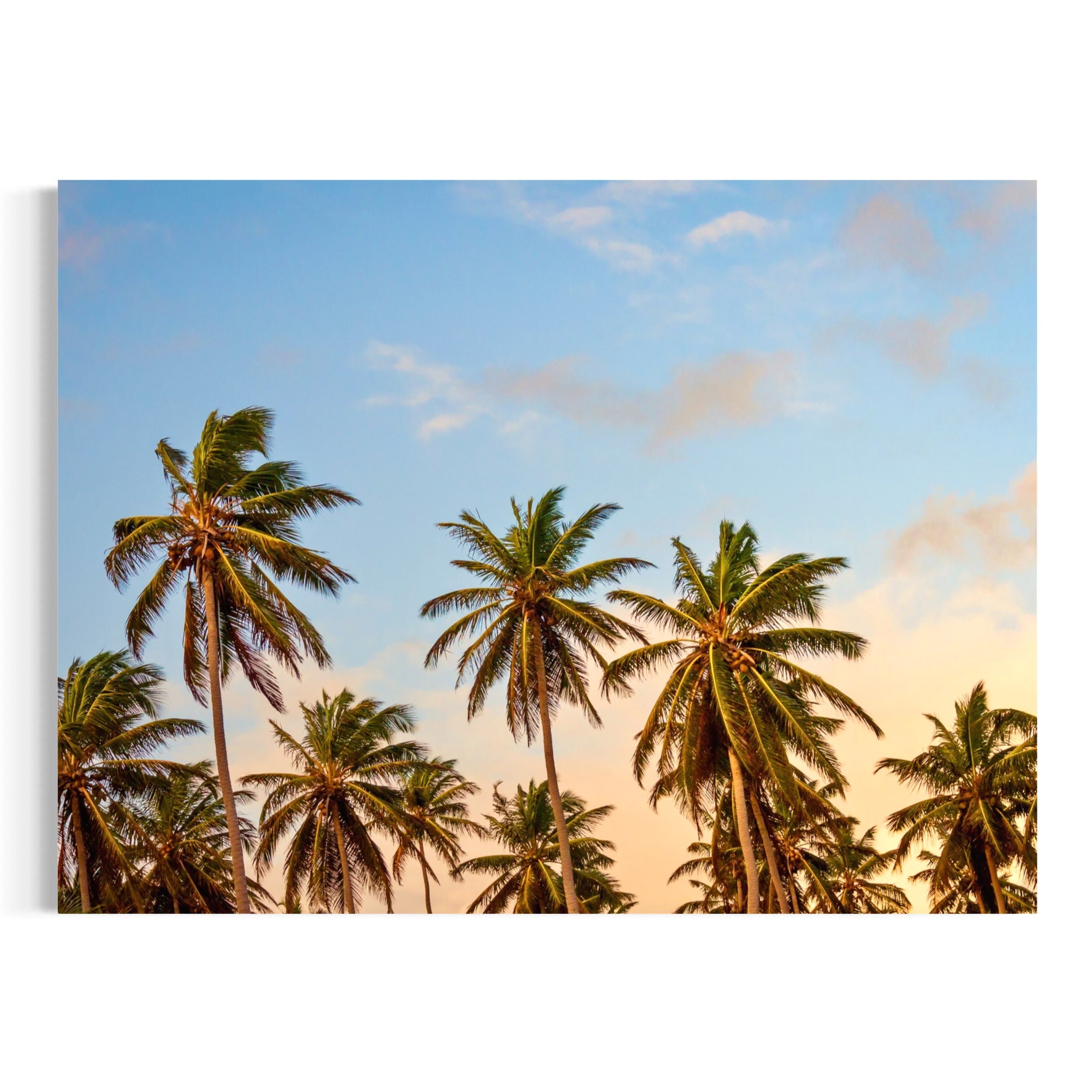 Palms and Painted Sky - Moderno Wall Art Wall Art