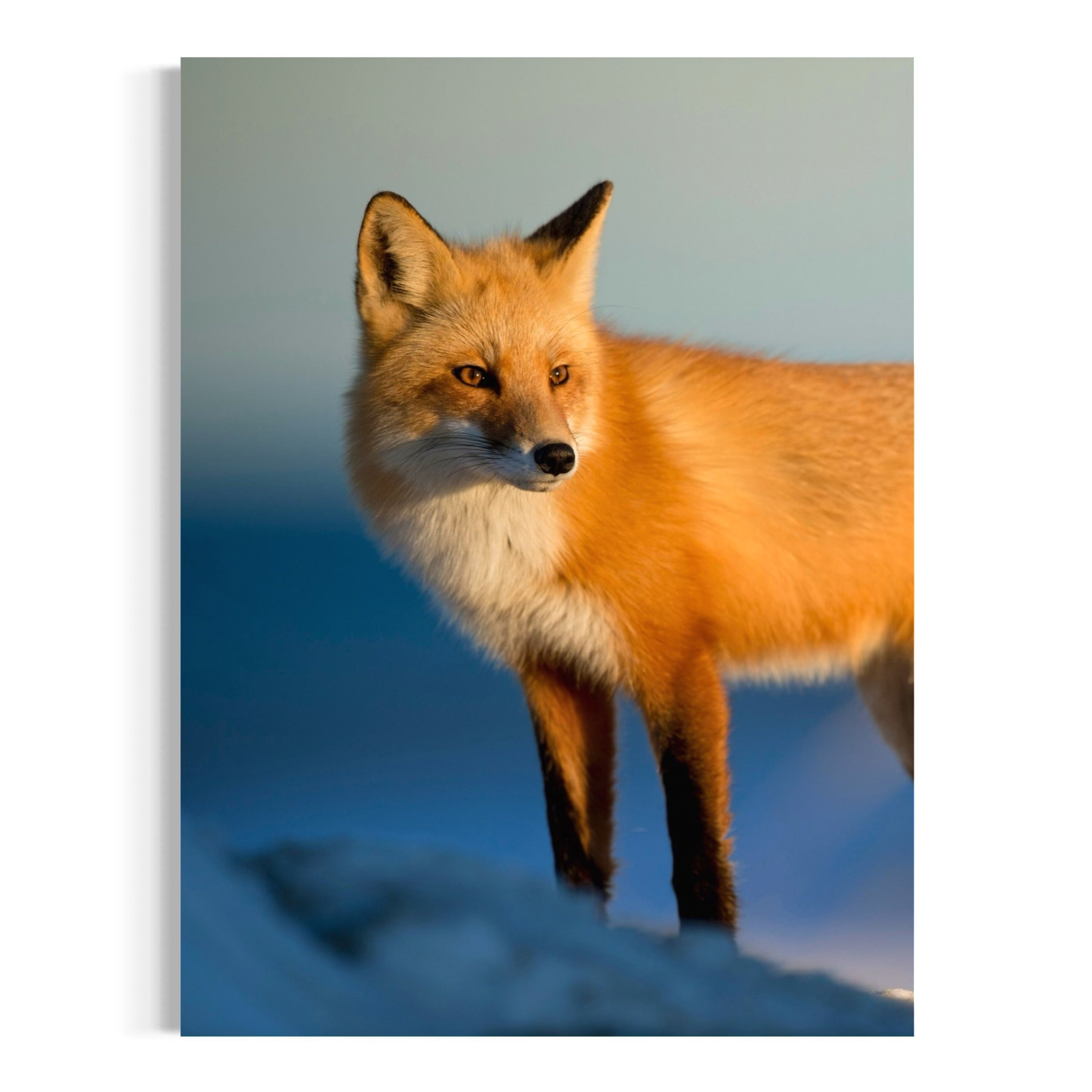 Sunrise Watcher - Moderno Wall Art Wall Art