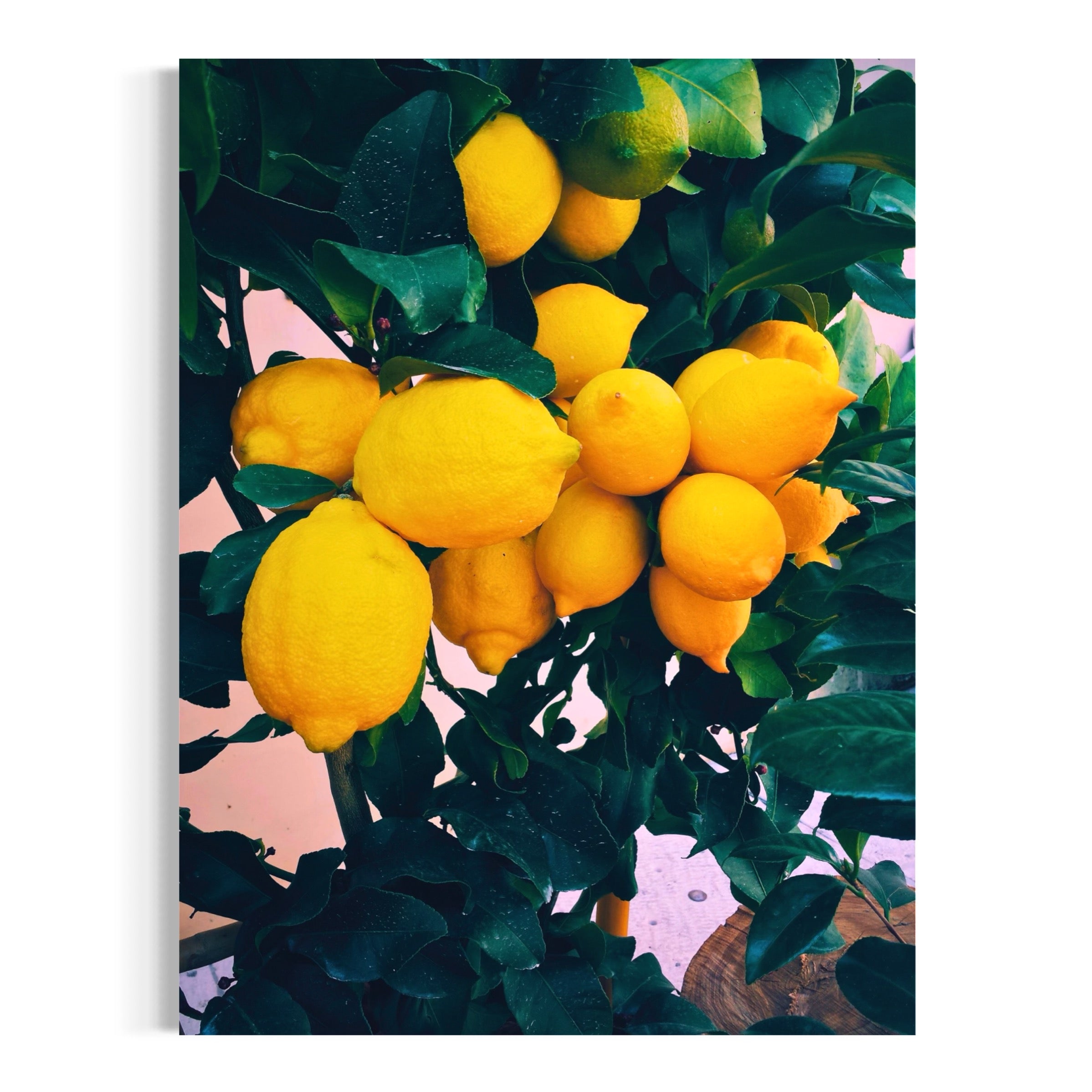 Lemon Tree - Moderno Wall Art Wall Art