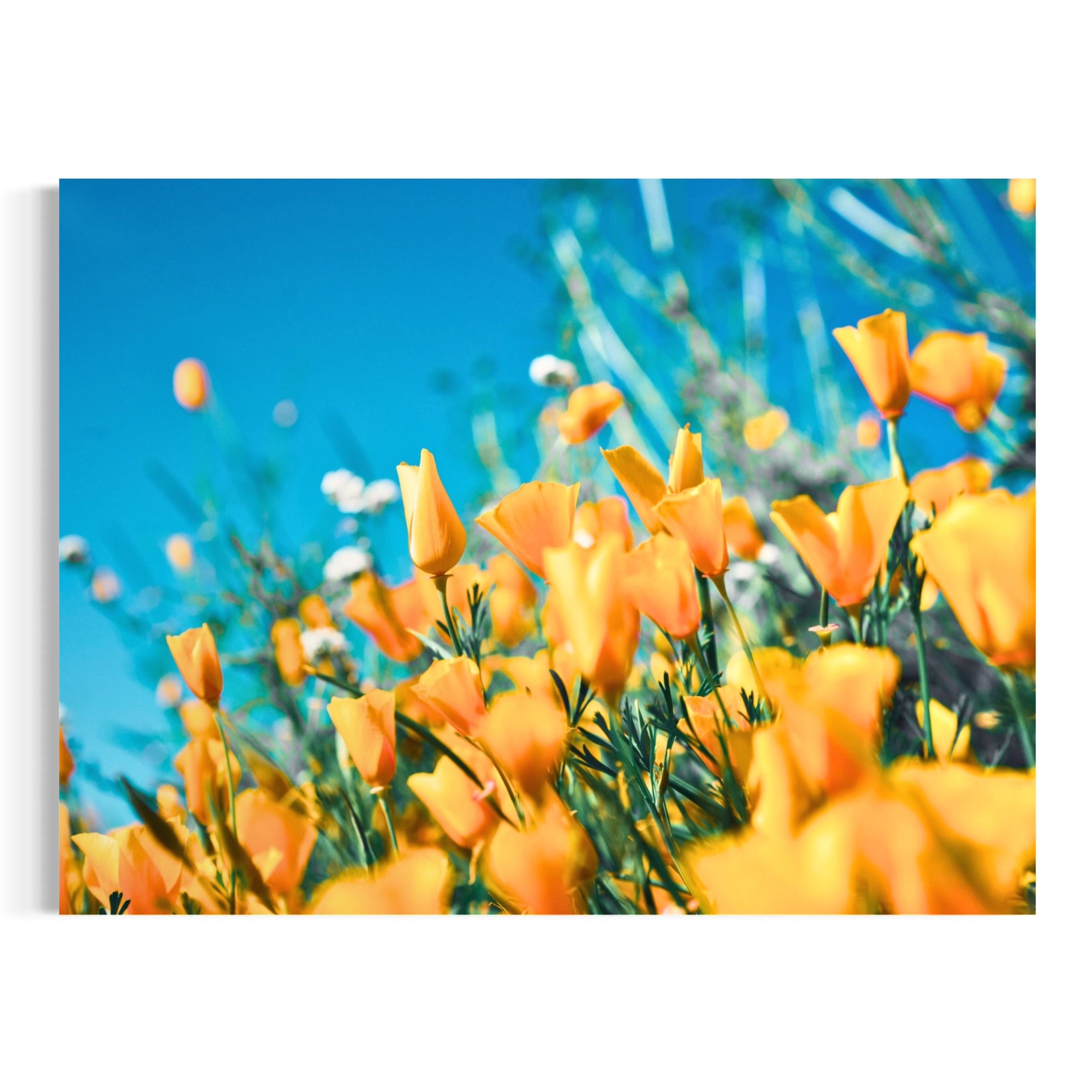 Skybound Blooms - Moderno Wall Art Wall Art