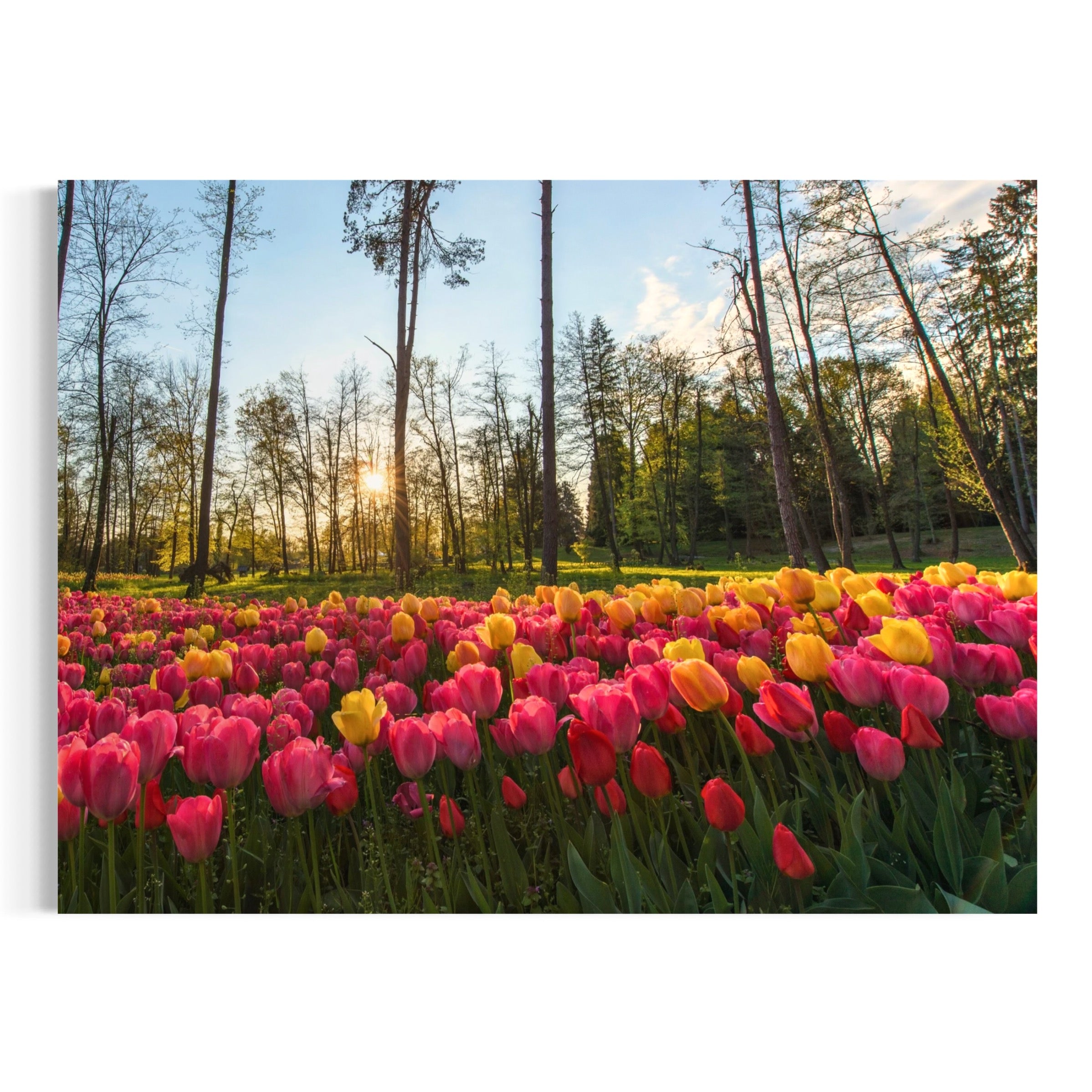 Volčji Potok in Bloom - Moderno Wall Art Wall Art