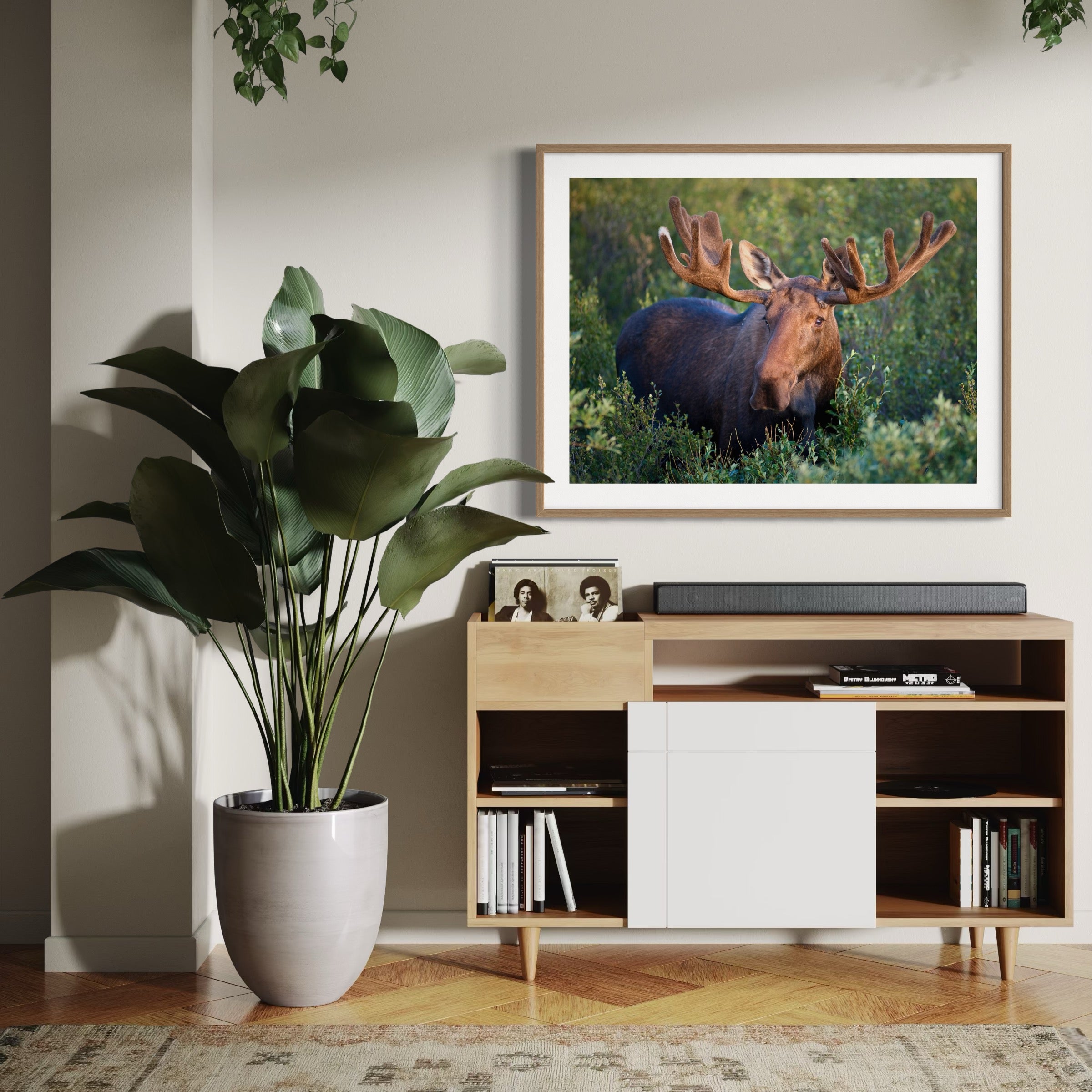Majestic Bull Moose - Moderno Wall Art Wall Art