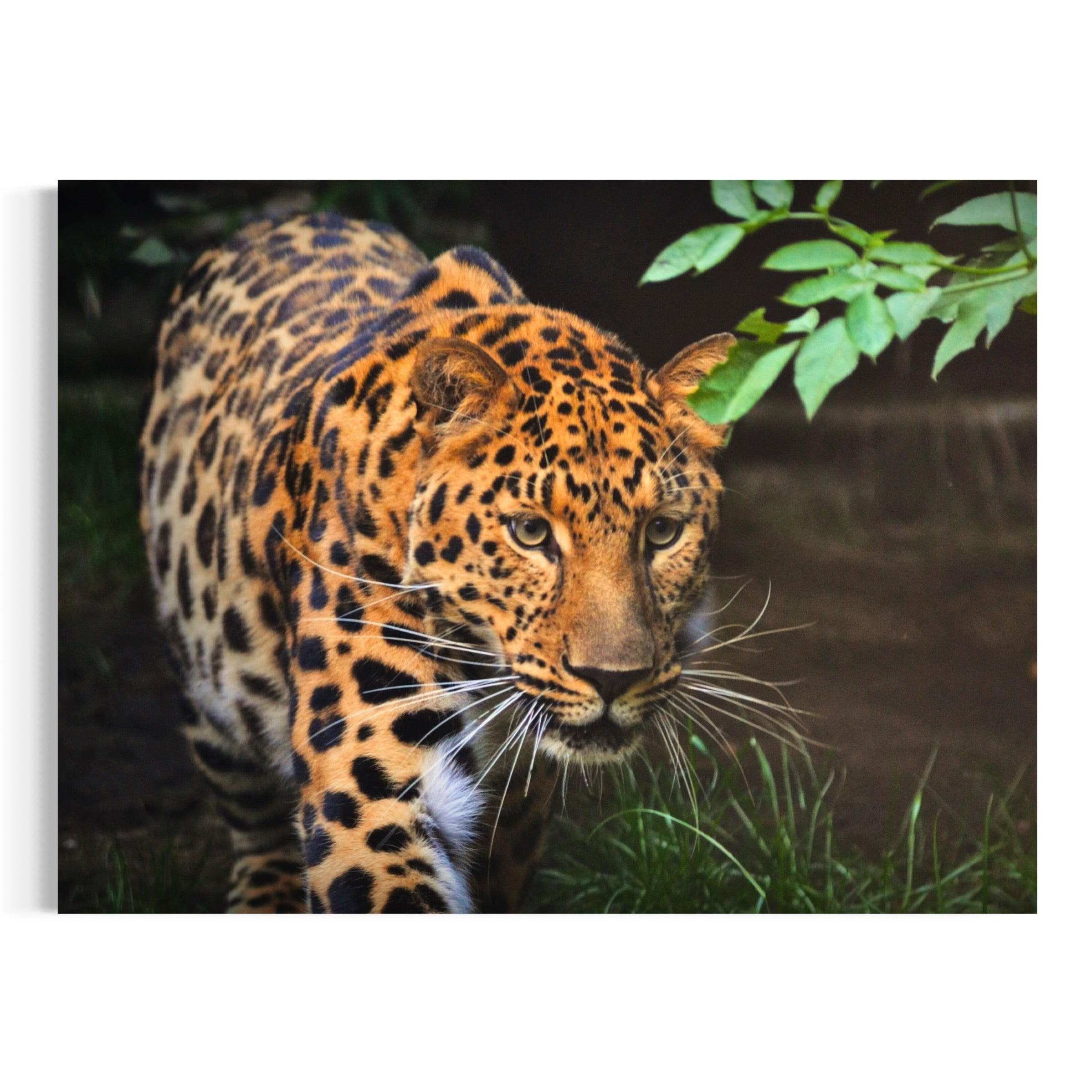 Predator’s Focus - Moderno Wall Art Wall Art