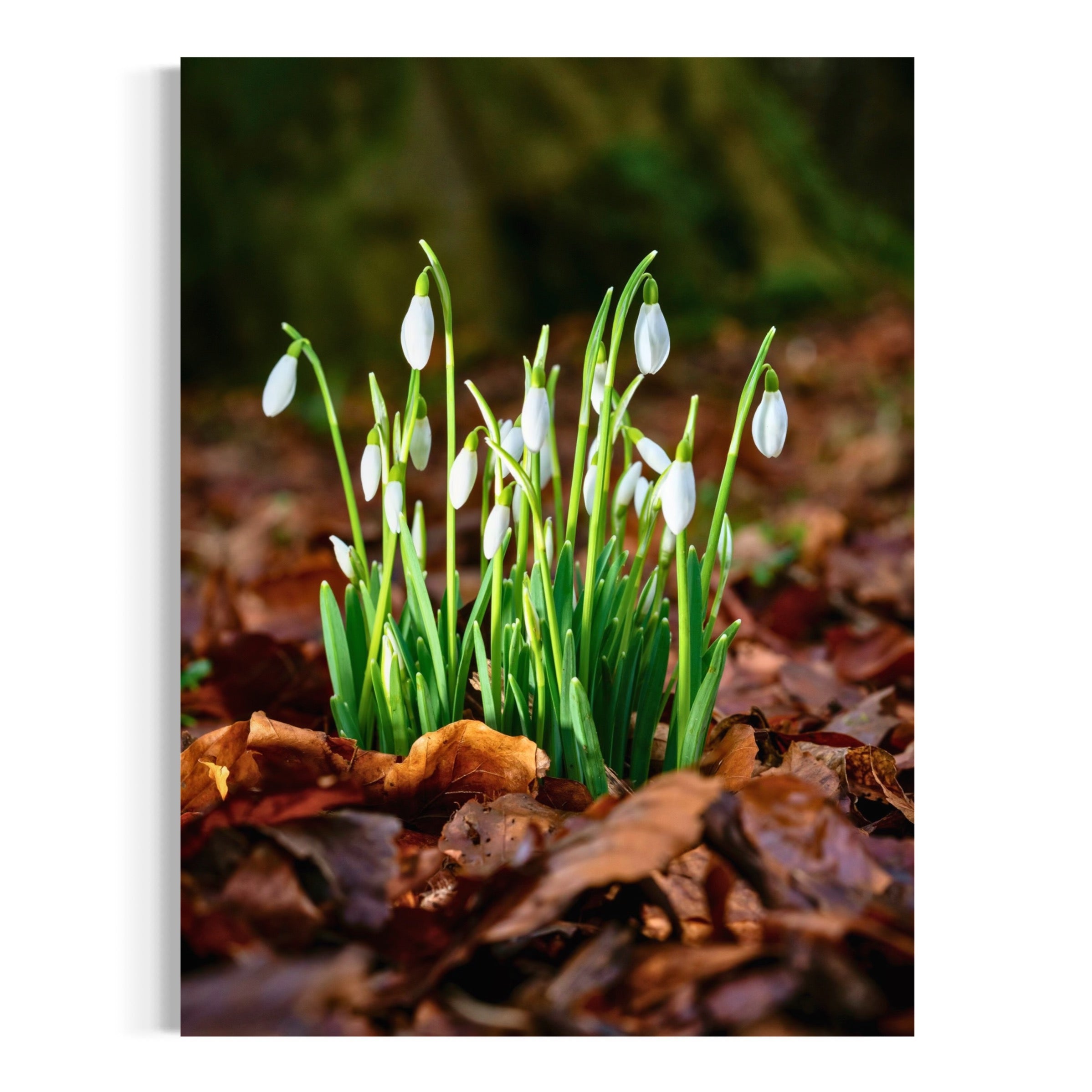 Early Bloom - Moderno Wall Art Wall Art