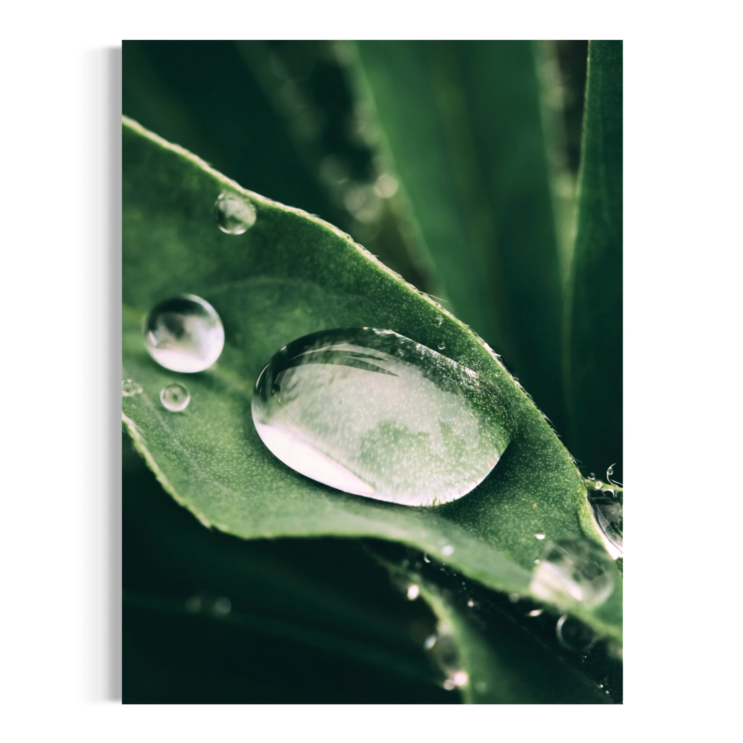 Water Droplets on Leaf - Moderno Wall Art Wall Art