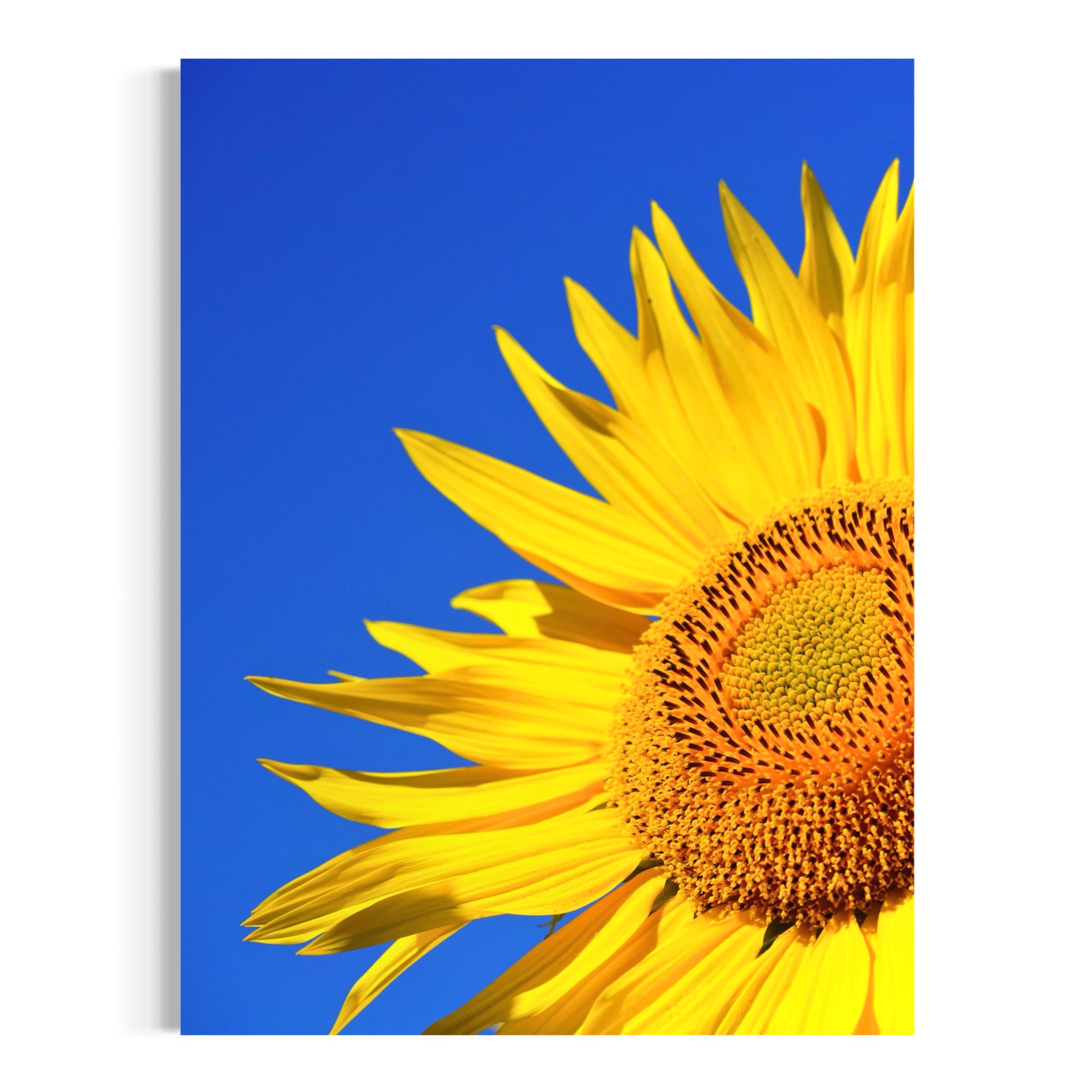 Sunny Delight - Moderno Wall Art Wall Art