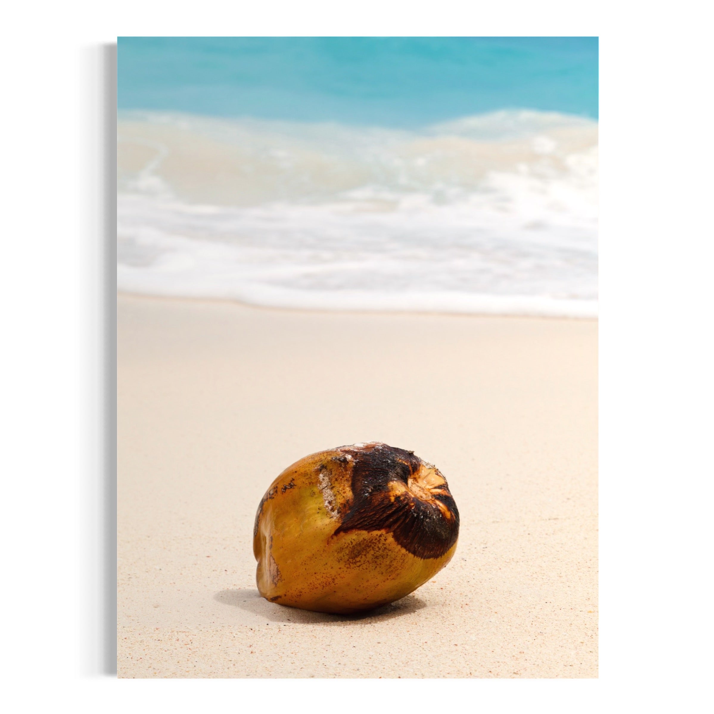 Island Coconut - Moderno Wall Art Wall Art